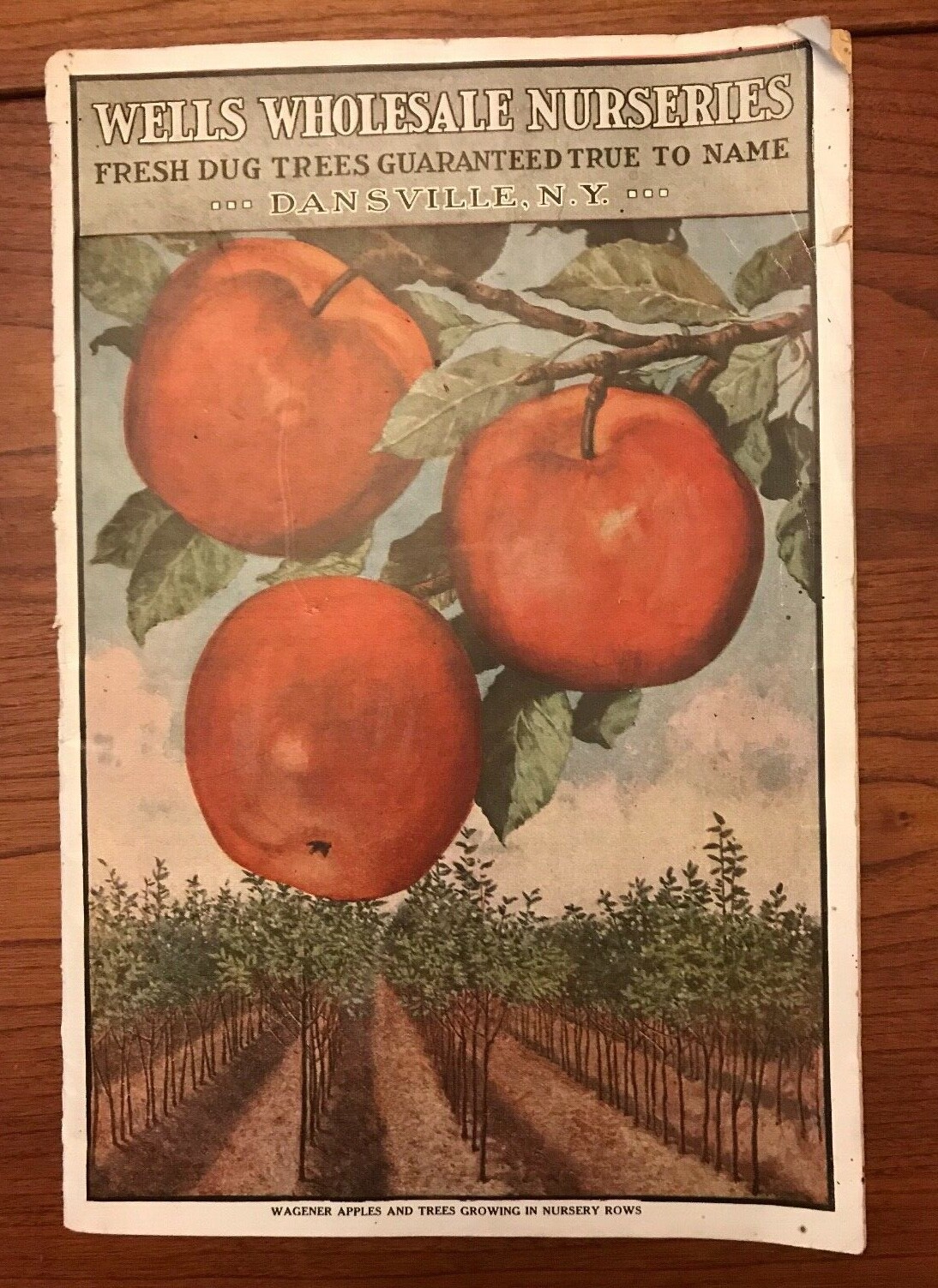 Wells Wholesale Nurseries 1915 Catalog Dansville NY w/Order Form & Envelope 10×7