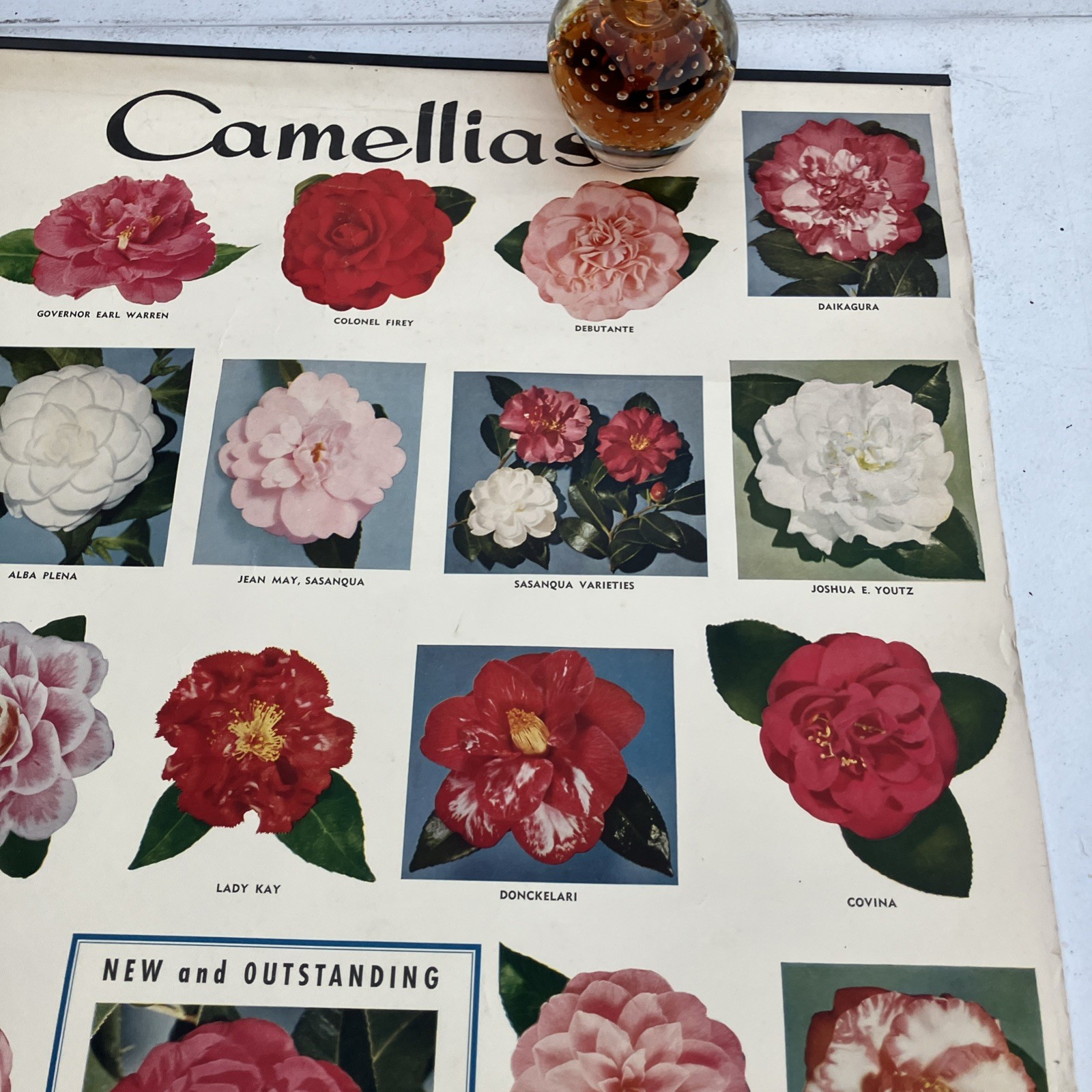Kramer Brothers nurseries Poster advertising flowers Ontario, CA 1956 Camellias