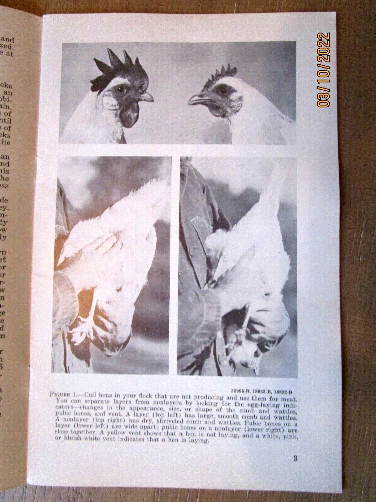 JUNEAU, WIS 1966, Raising Livestock On Small Farms Farmers Bulletin 2224 -E9G-24