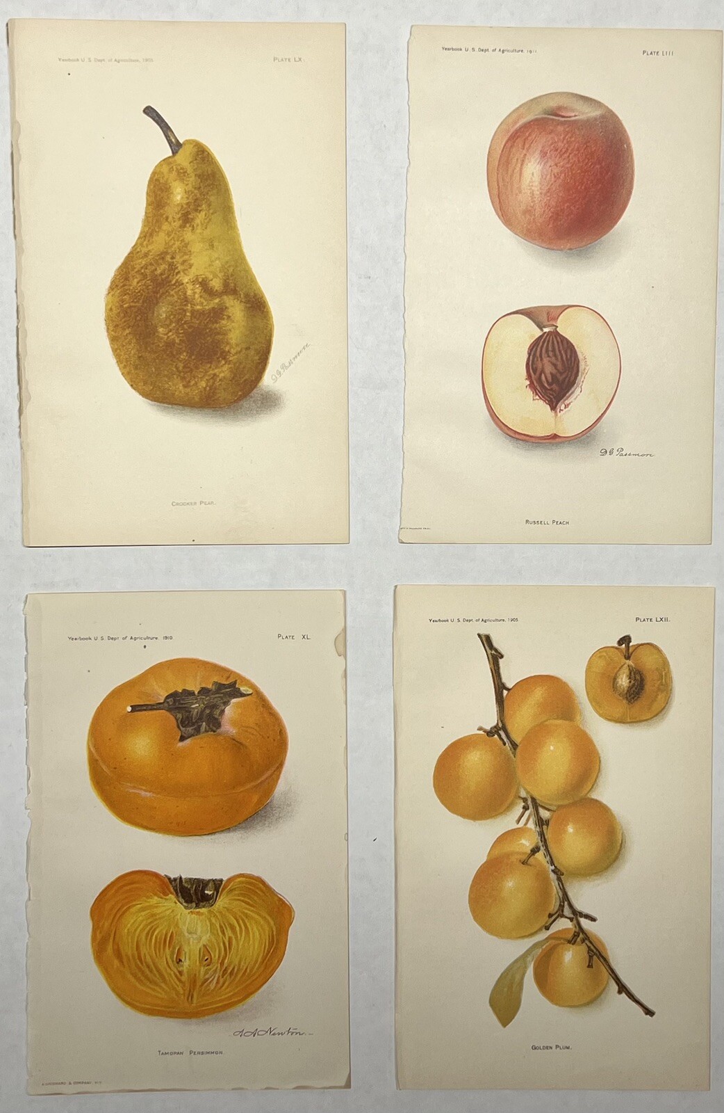 Original C1900 Print Lot,Pear,Peach,Persimmon,Plum,US Dept of Agriculture,Fruit