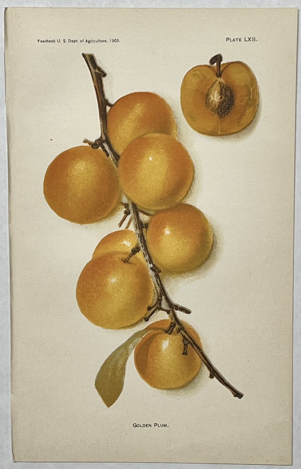 Original C1900 Print Lot,Pear,Peach,Persimmon,Plum,US Dept of Agriculture,Fruit