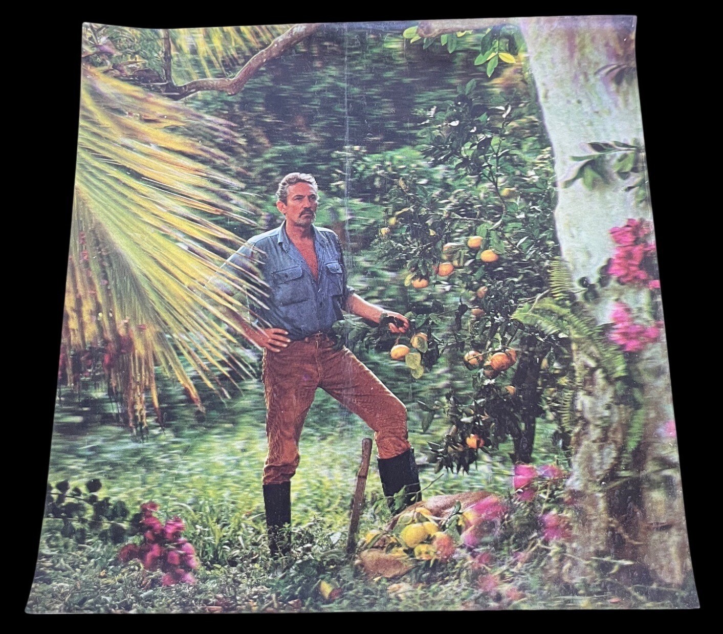 Vintage Xograph 3D Lenticular Picture Tropical Garden Orange Grove USA 1960s