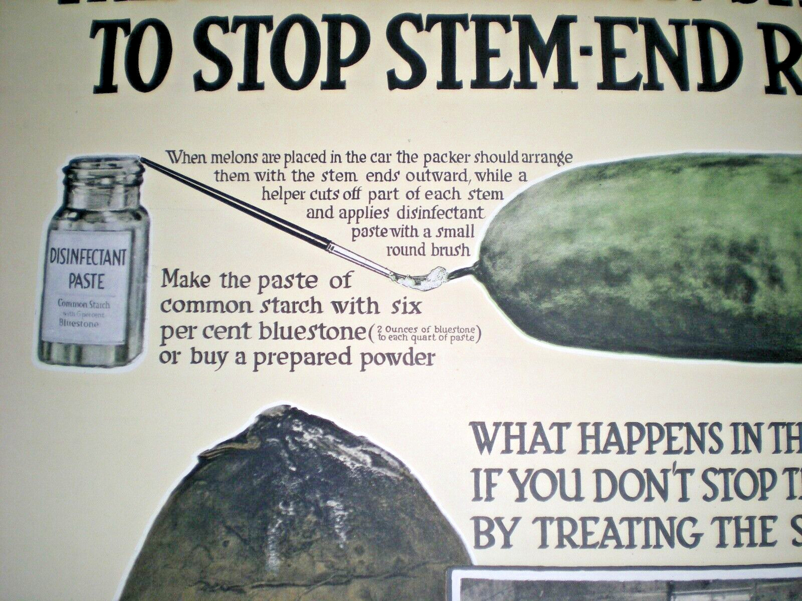 c1918 USDA Bureau of Plant Industry POSTER ~ TREAT WATERMELON STEMS ~ STOP ROT