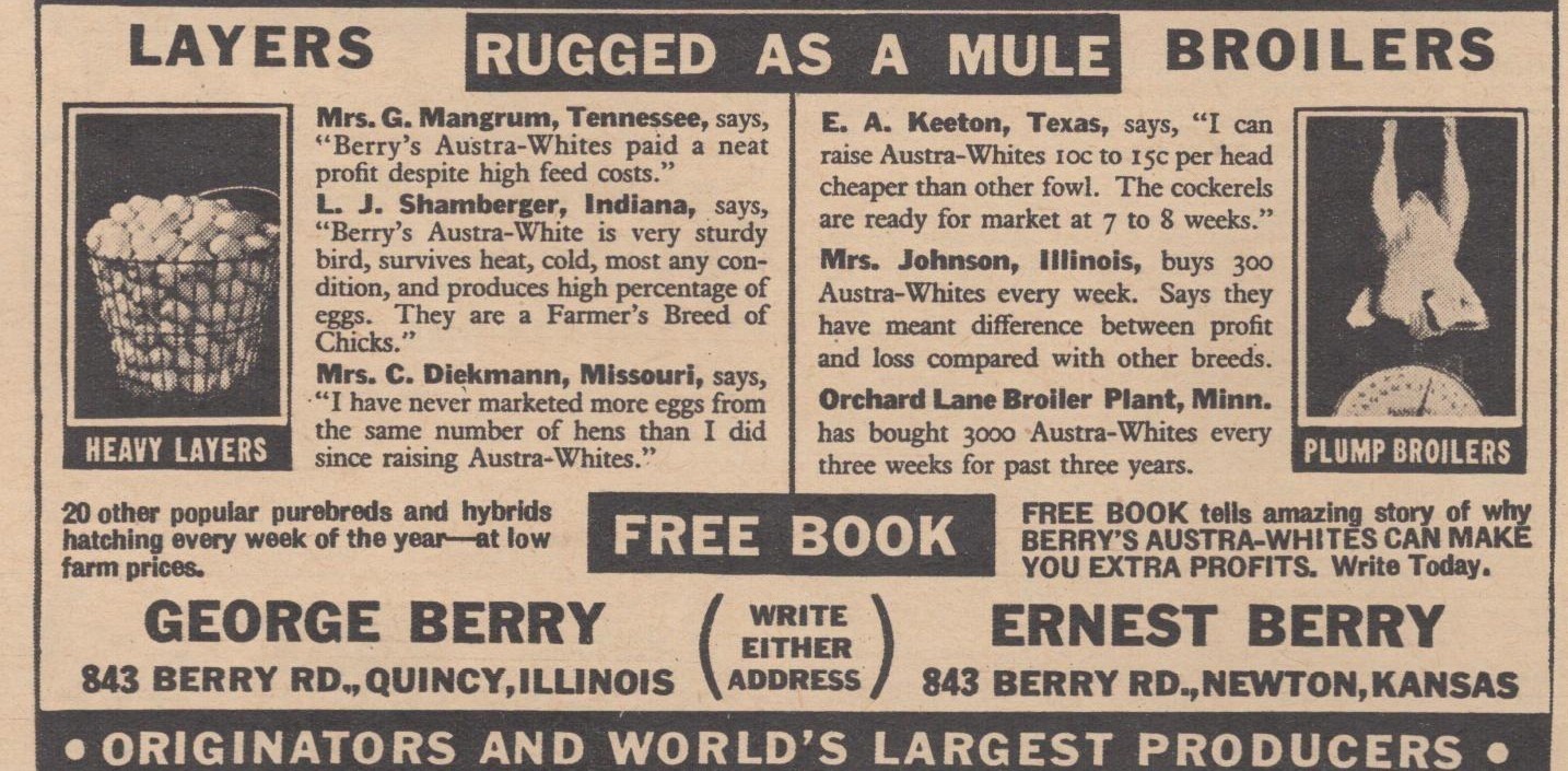 Vintage 1946 Berry&rsquo;s Austra Whites Chicken Quincy IL Newton KS Farming Print Ad