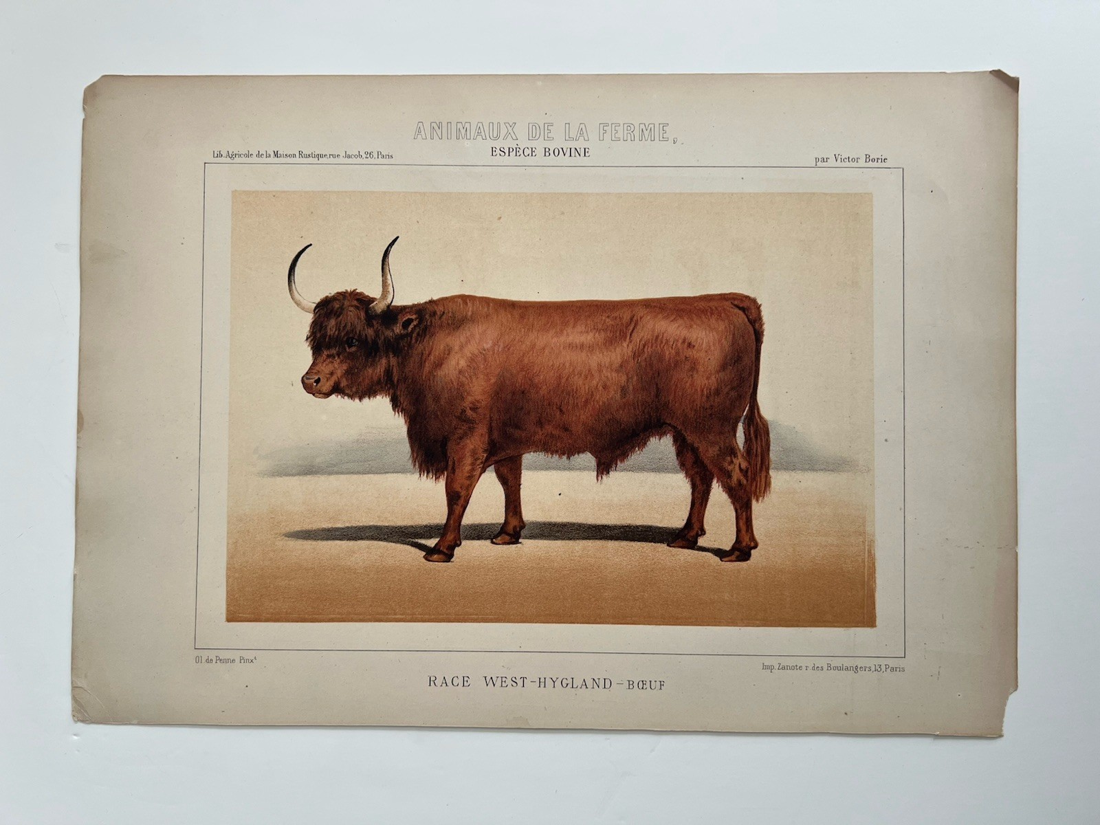 5 Lithographs Of Bovine Species By Victor Borie (1818-1880) Farm Animals II