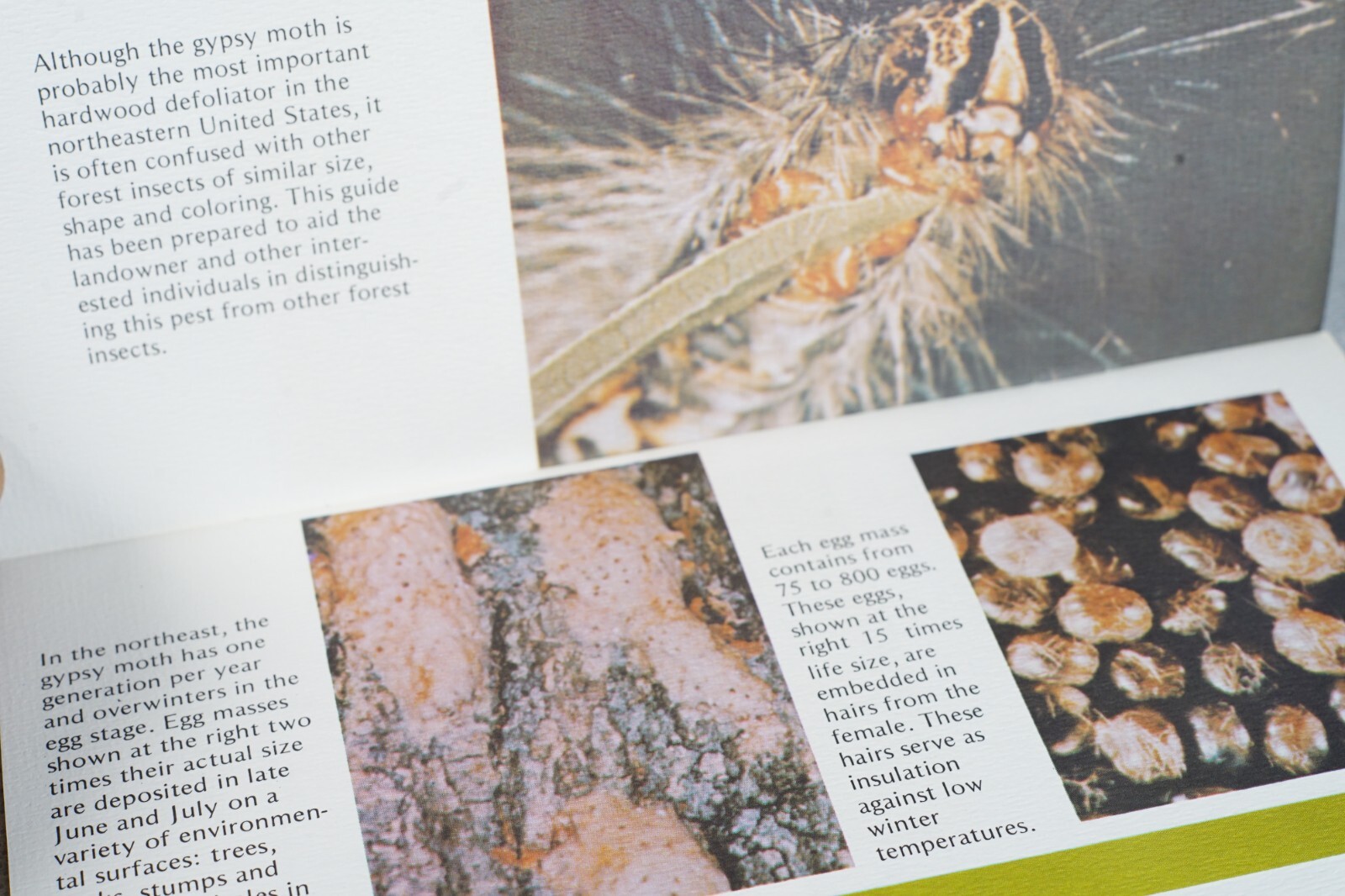 PA Vintage Agricultural Brochure Meet Gypsy Moth R.T. Zerillo and J.D. Podgwaite