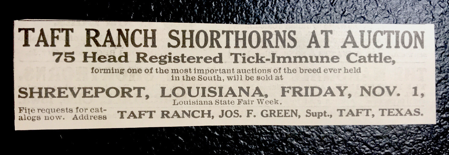 1919 Cattle Livestock Sale Advertising – Shreveport – Louisiana State Fair – Cow