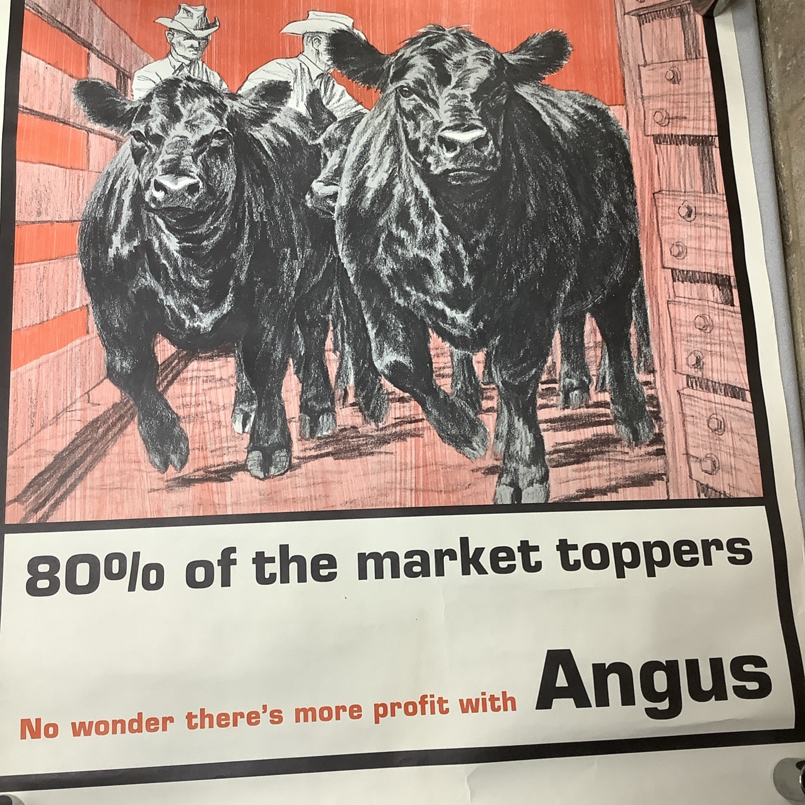 Vintage Angus Cattle Advertising Poster 1950’s 60’s ? Nice Graphics