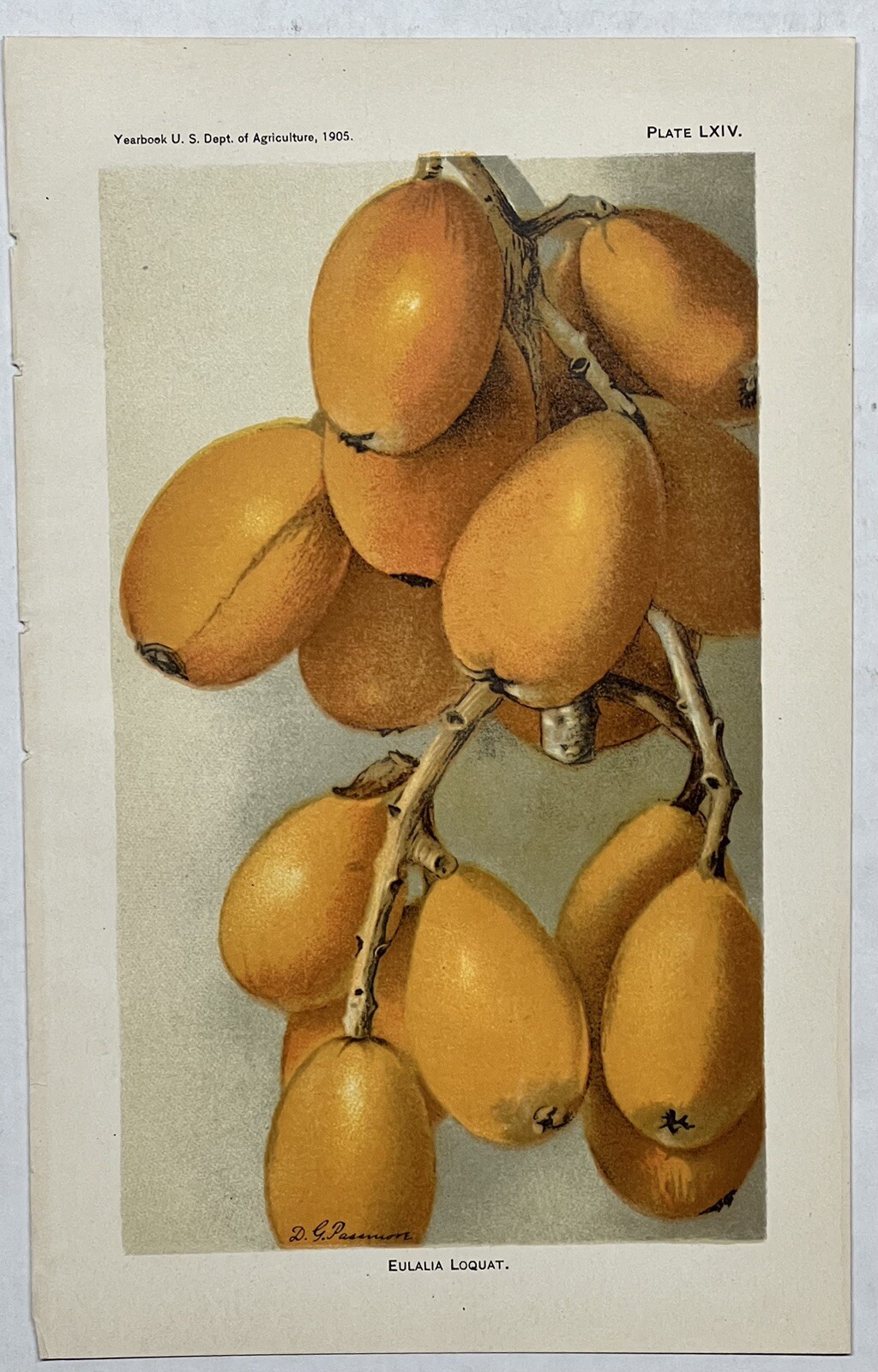 Original C1900 Print Lot,Apple,Grape,Avocado,Loquat,US Dept of Agriculture,Fruit