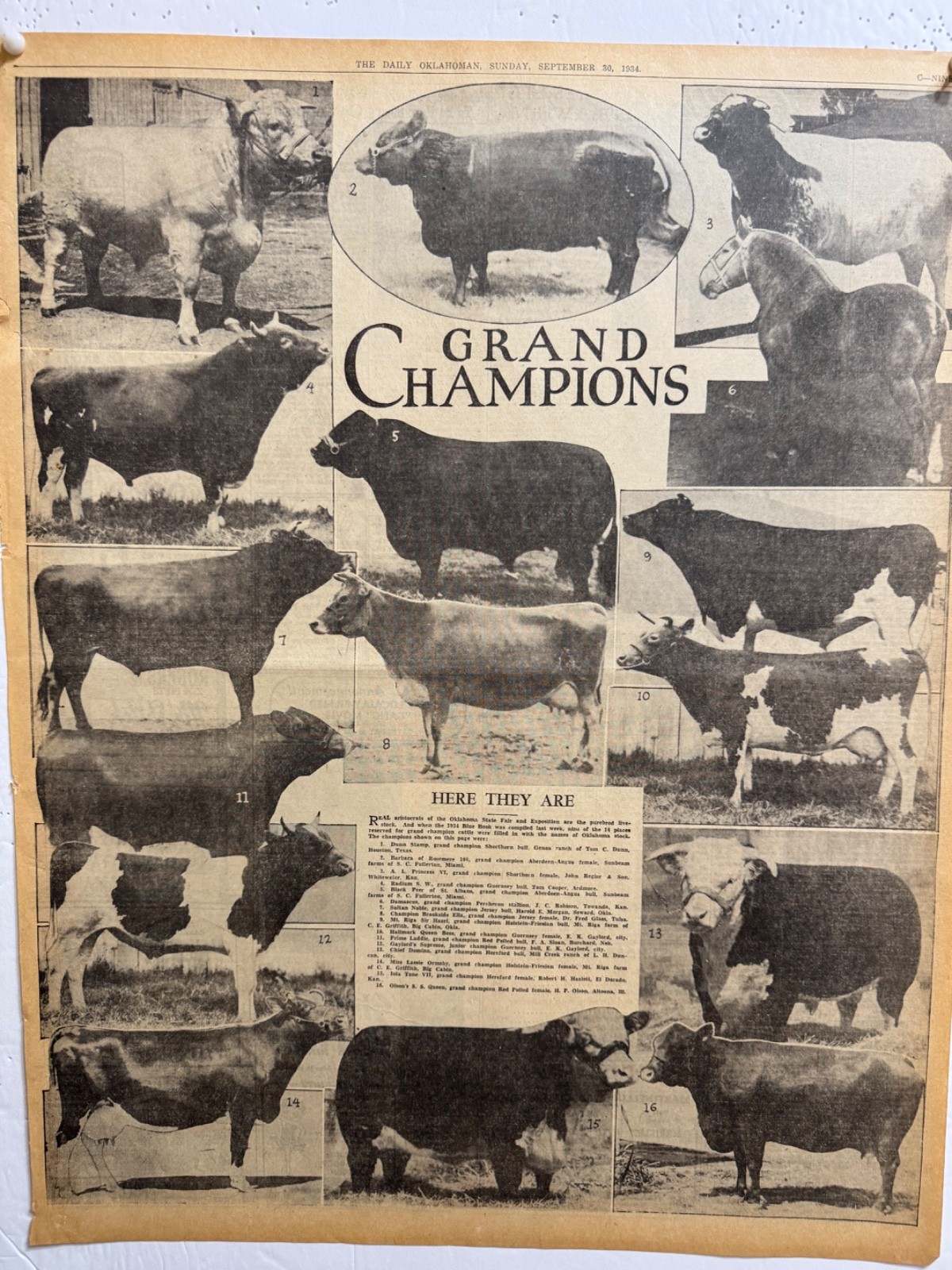 1934 GRAND CHAMPIONS BULL,COW & HORSE NEWSPAPER AD FREE SHIPPING