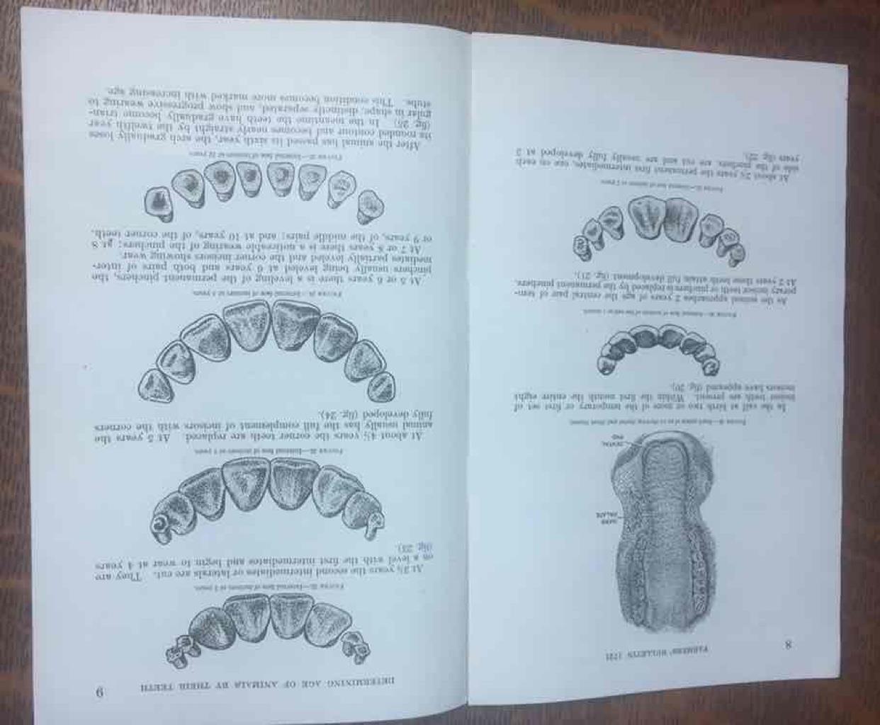 Vintage 1934 Determining the Age of Farm Animals by Their Teeth U.S. Dept of Agr