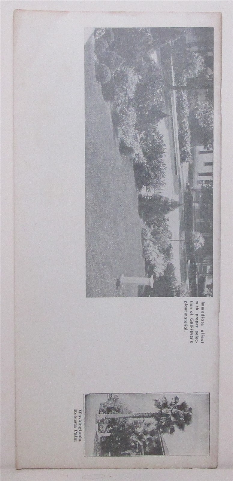 1936 Griffing&rsquo;s Nurseries tree & plant buyer&rsquo;s guide, Glen Saint Mary Florida