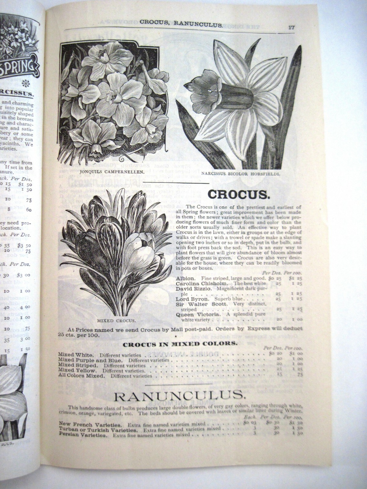 1889 Catalog « New Autumn Guide » for Holland Bulbs, Roses & Lilies & Seeds *