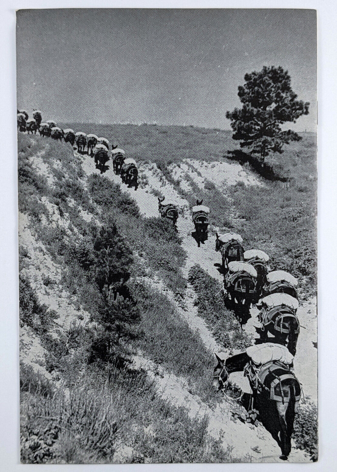 1946 Horse And Mule Association Brochure Preventing And Controlling Diseases