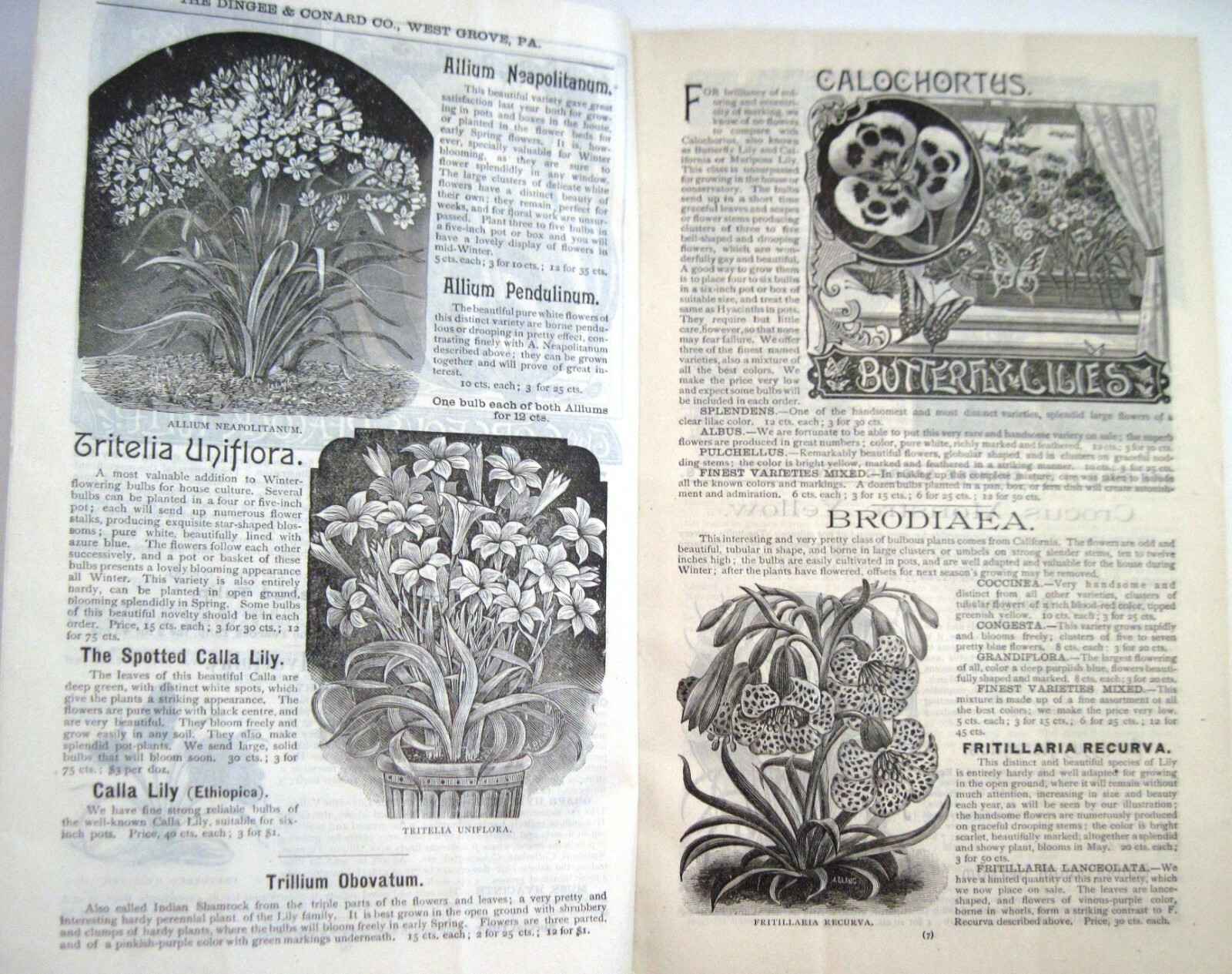 1889 Catalog « New Autumn Guide » for Holland Bulbs, Roses & Lilies & Seeds *