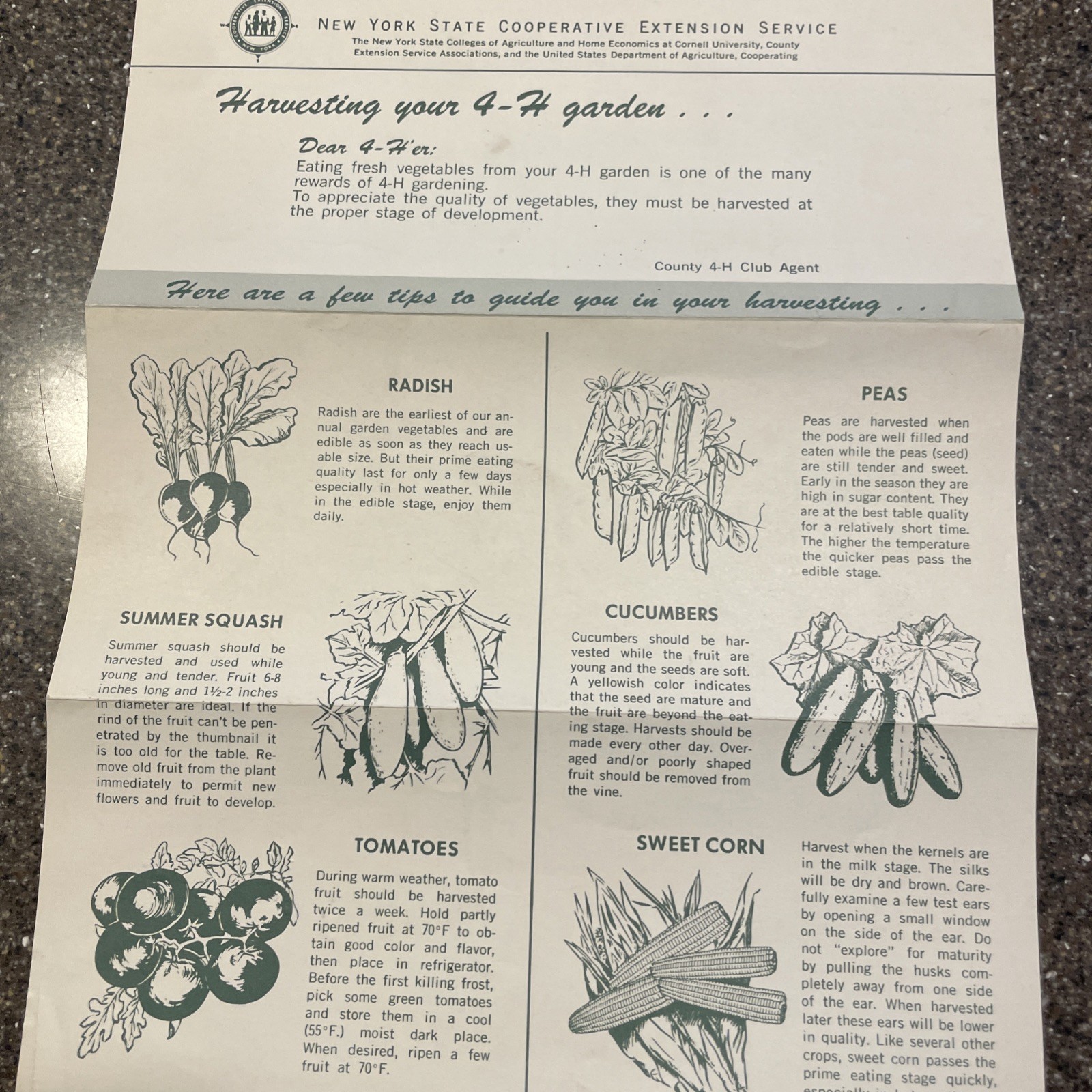 Large Lot Vintage 4H And Cornell Cooperative Extension Gardening Brochures.