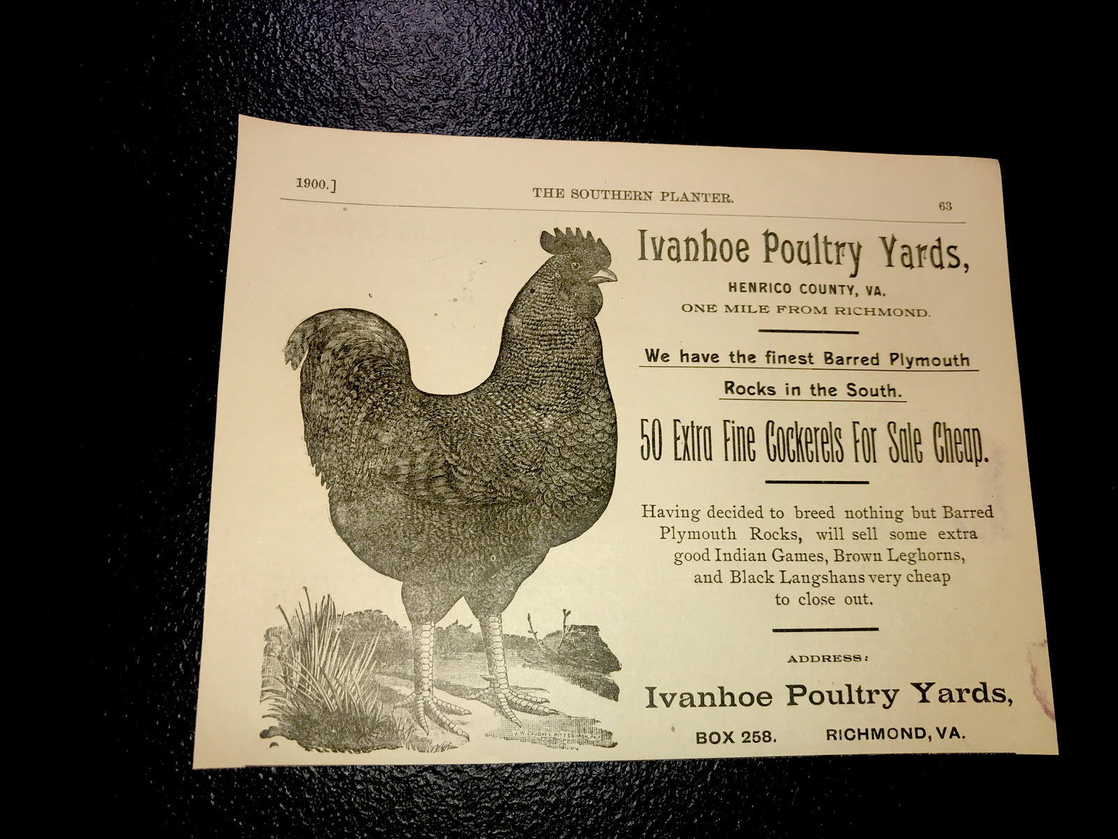 1900 Ivanhoe Poultry Yards Chicken Farm Advertising – Richmond – Virginia