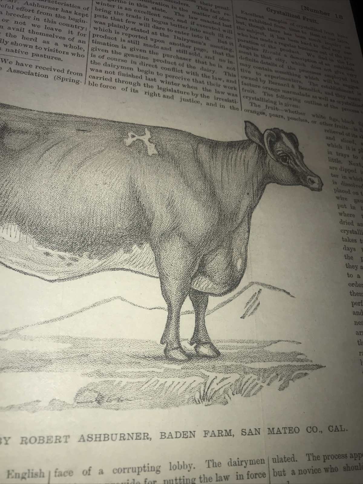 1883 Baden Farm Short Cow Advertising & Article – San Mateo County California