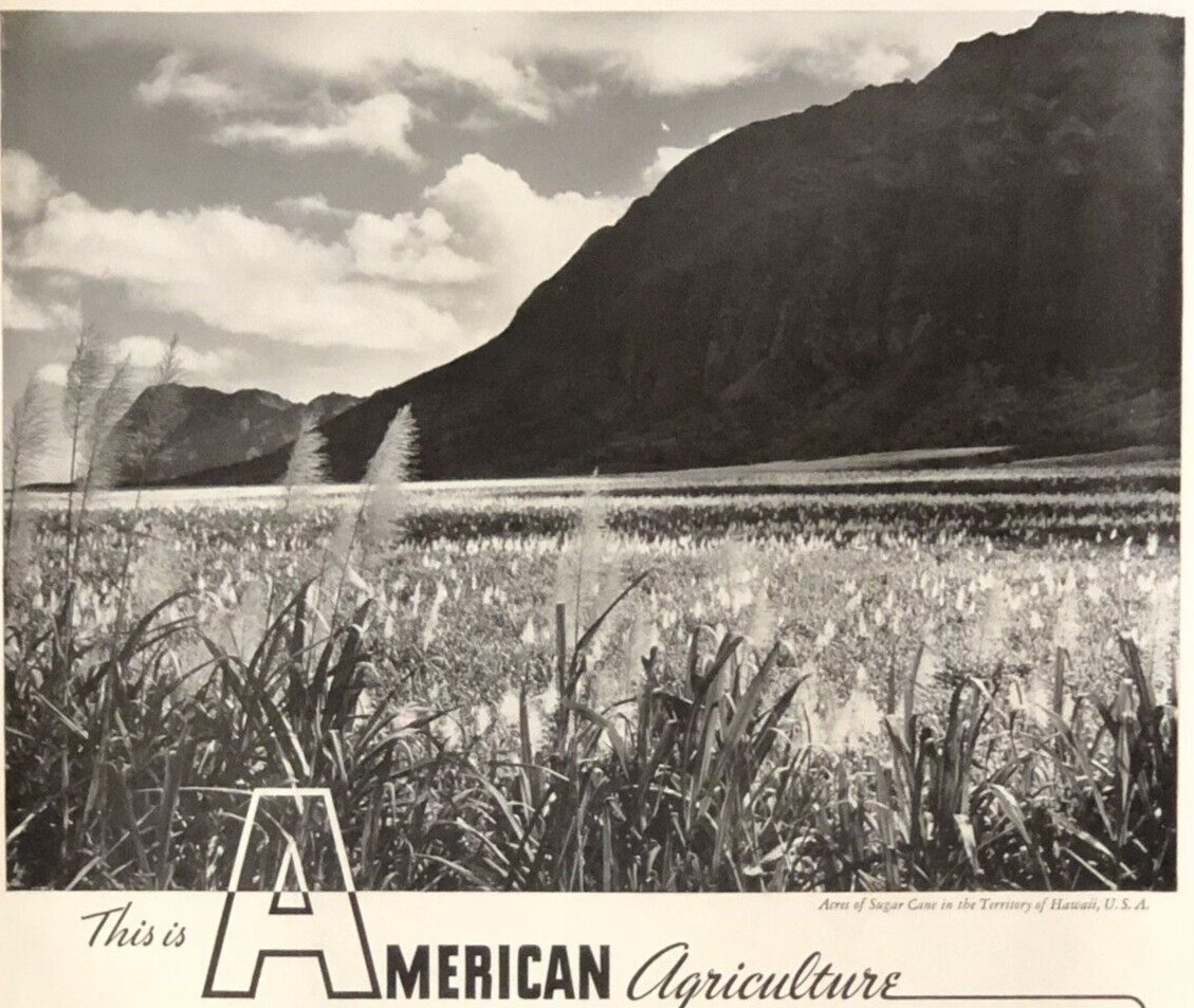 1938 American Agriculture Advertisement Hawaiian Territory Sugar Vtg Print AD