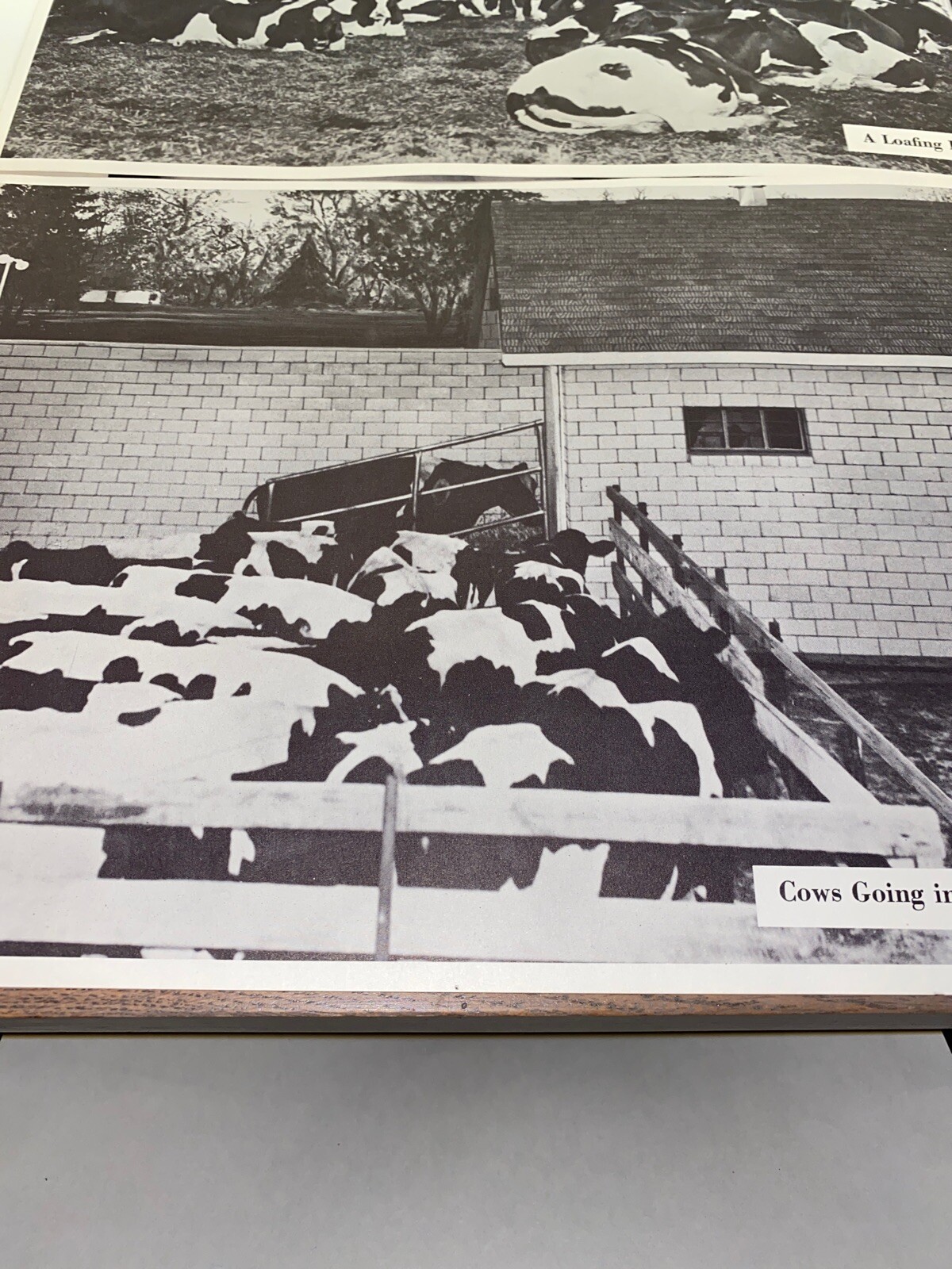 2 Vintage 9×13 Poster Cows Going In A Milking Parlor A Loafing Barn