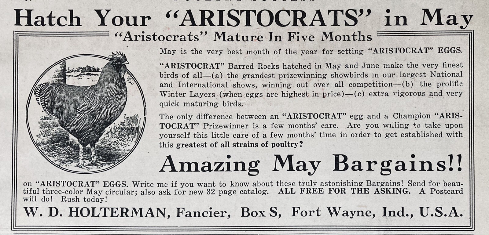 1925 AD.(XH44)~W.D. HOLTERMAN, FANCIER, FORT WAYNE, IND. “ARISTOCRAT” ROCKS