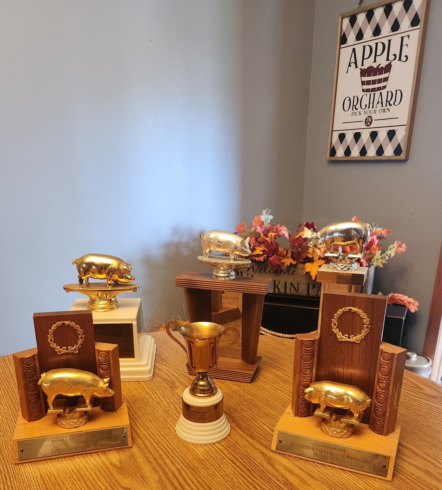 🐖1950s🔥RARE Pig Hog Trophy Champion Market Boar Sow CHESTER WHITES Iowa Sign