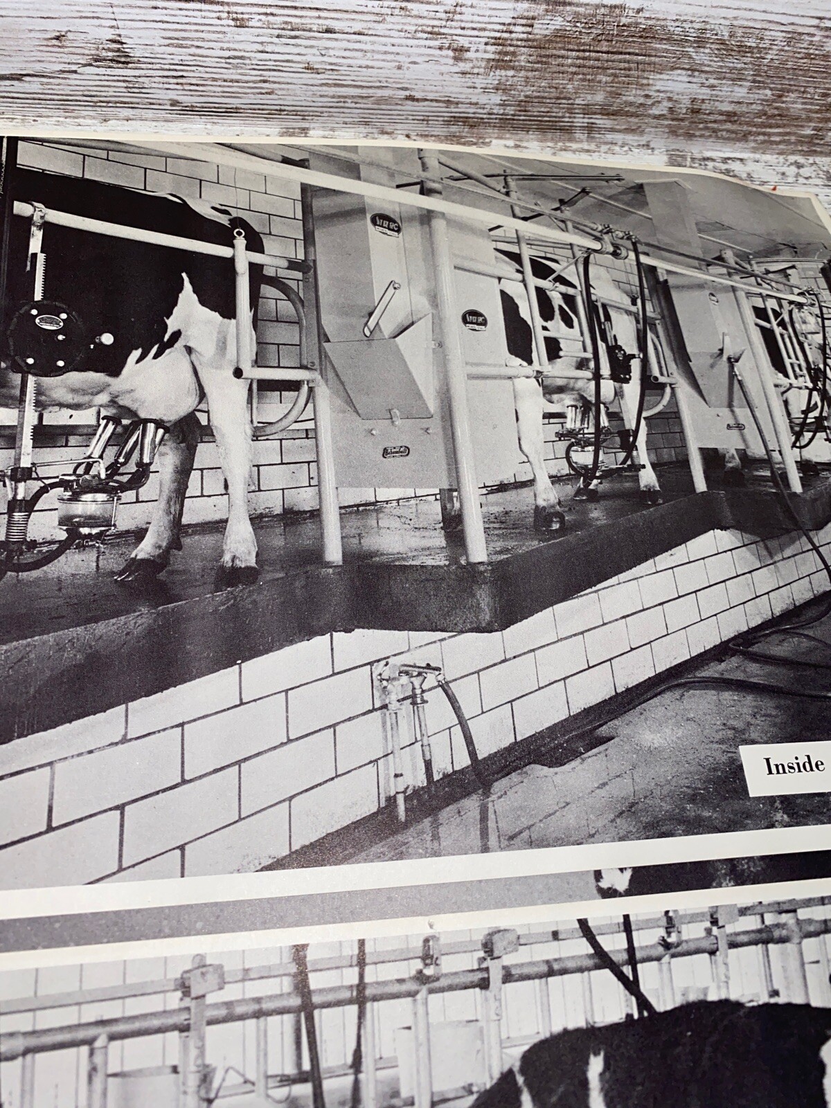 2 Vintage 9×13 Poster Black & White In A Milking Barn Inside A Milking Parlor