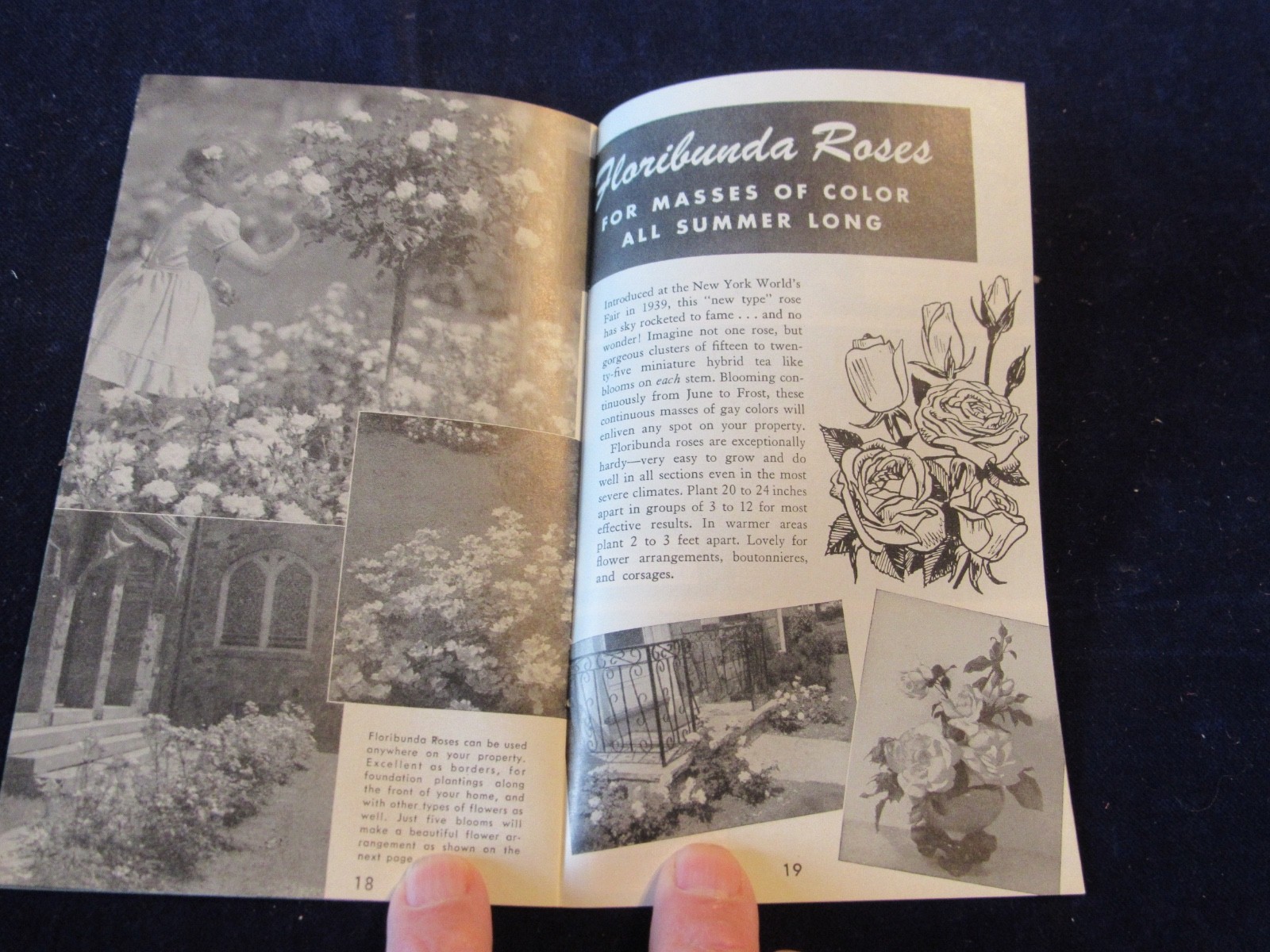 Vintage 1940-1950&rsquo;s Jackson & Perkins Rose Gardening Brochure B439