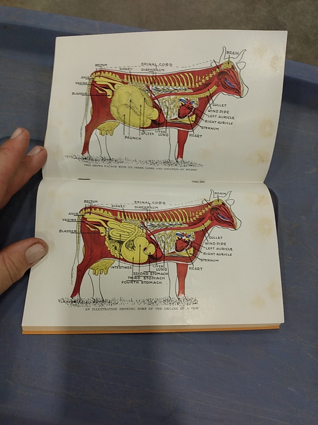 Vintage 1940 Hoard&rsquo;s Dairyman Booklet How To Treat Common Ailments Farm Animals