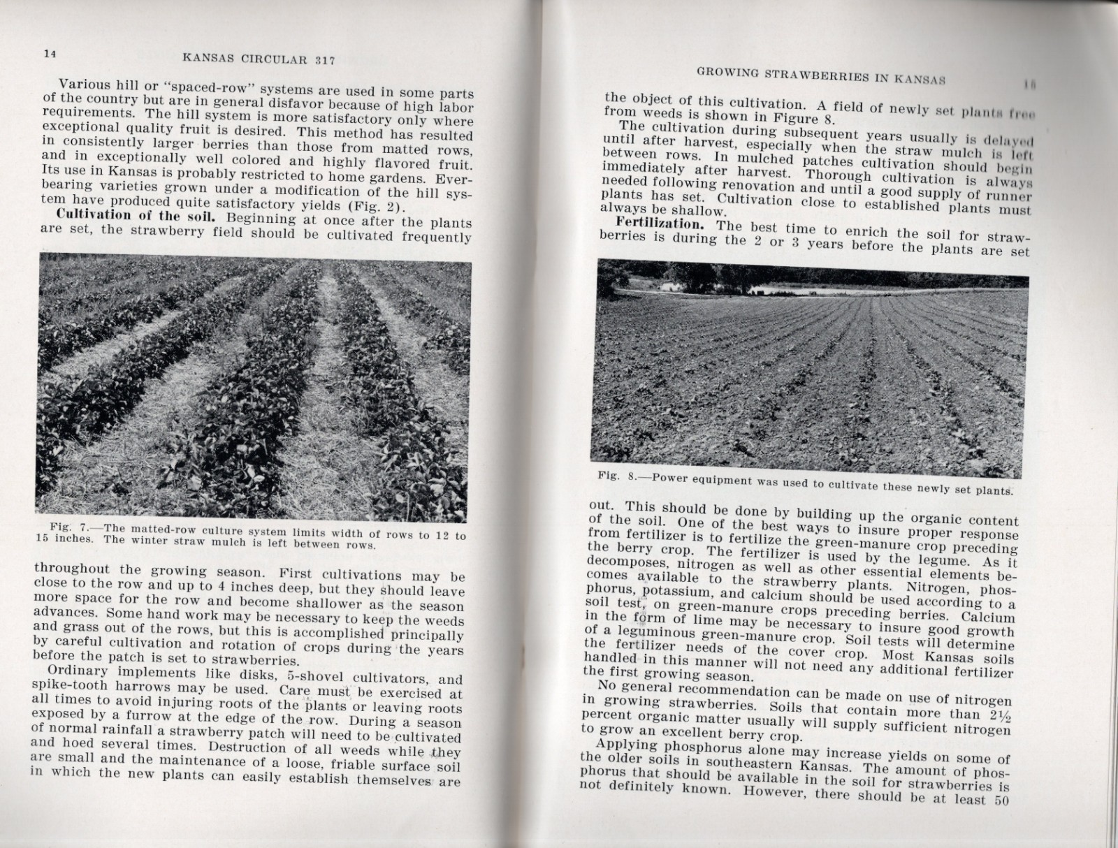 1950s – Growing Strawberries in Kansas Agricultural Experiment Station – XL4A