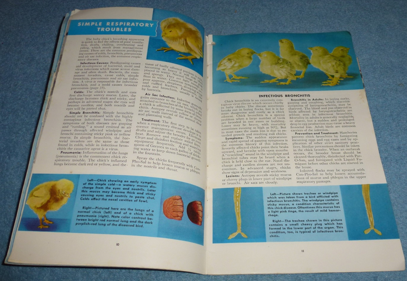 1948 Dr. Salsbury&rsquo;s Manual of Poultry Diseases Advertising Booklet