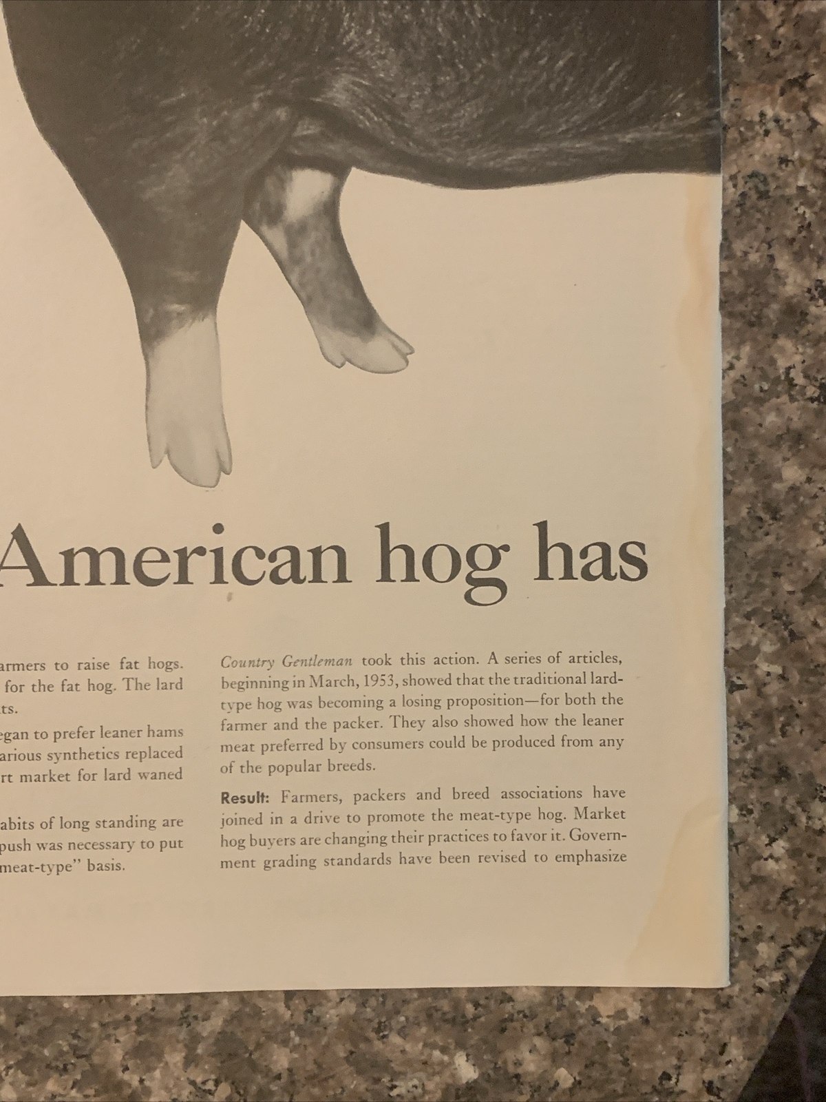 1954 Country Gentleman Magazine Promo PRINT AD Hog Has New Lean Look VTG 1950s