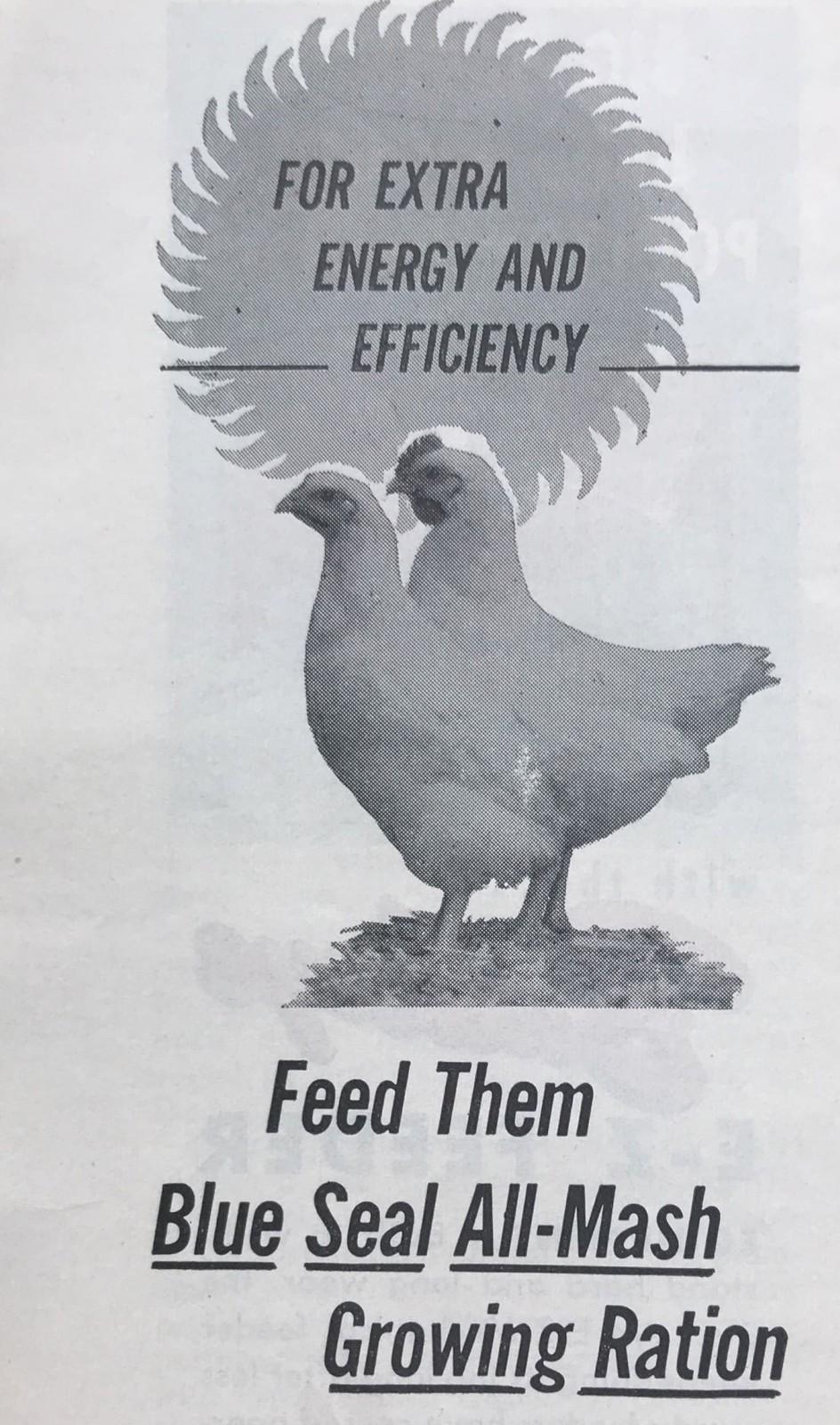 1955 MAY JULY TWO CACKLE & CROW POULTRY PAPER- MONTHLY JOURNAL, POULTRY INDUSTRY