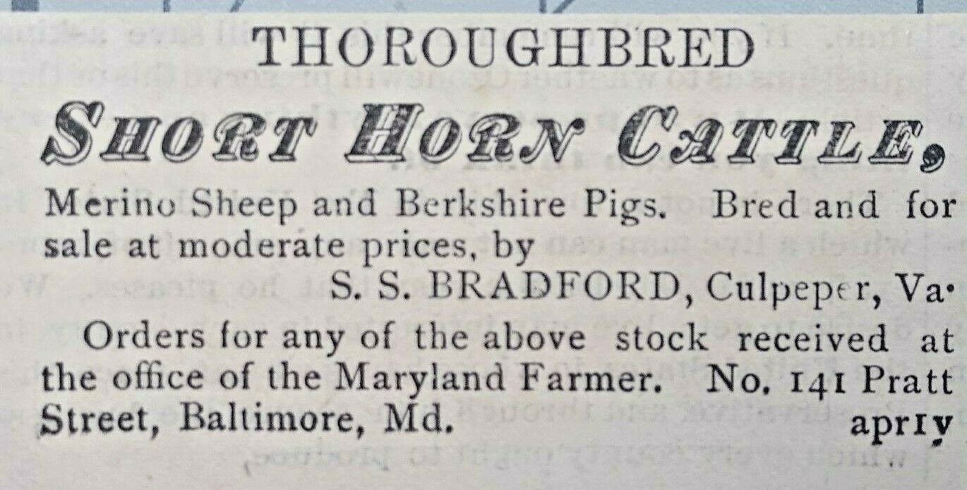 1881 Culpepper Virginia Vintage Print Ad S.S. BRADFORD Cattle Farm Breeder