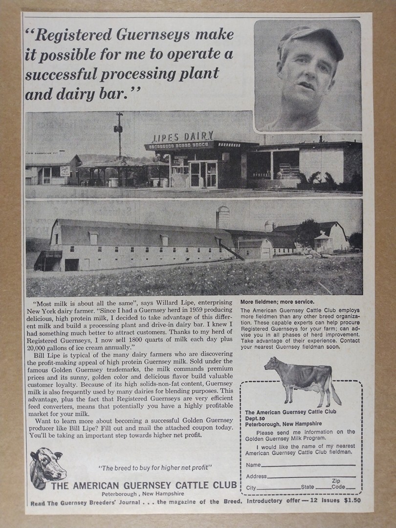1966 American Guernsey Cattle Club Lipes Dairy Manlius NY photo vintage print Ad