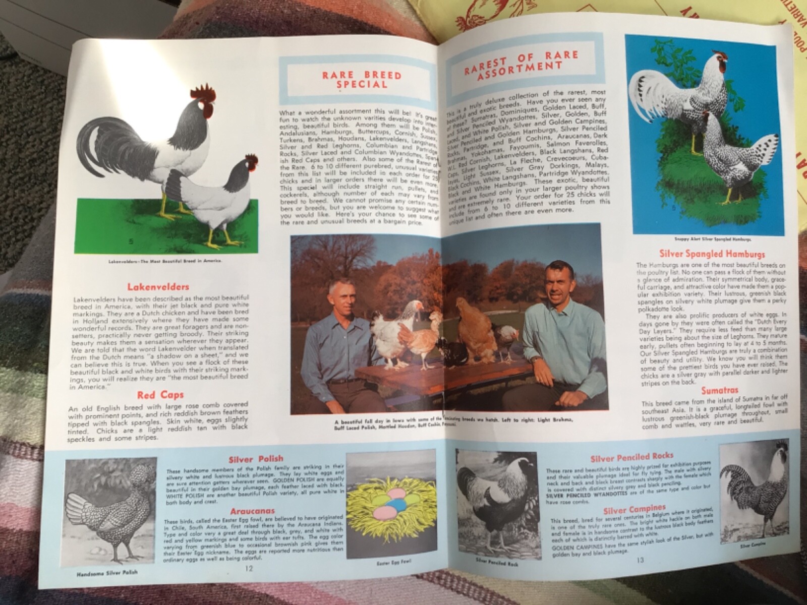 VTG 1970 RARE Chicks Color CATALOG/Guide~ »MURRAY McMURRAY HATCHERY »~Iowa~(J)