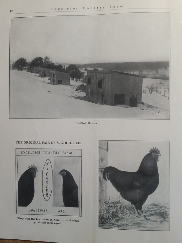 1911 Excelsior Poultry Farm T Carter Jonesdale WI Mineral Point Dodgeville Area
