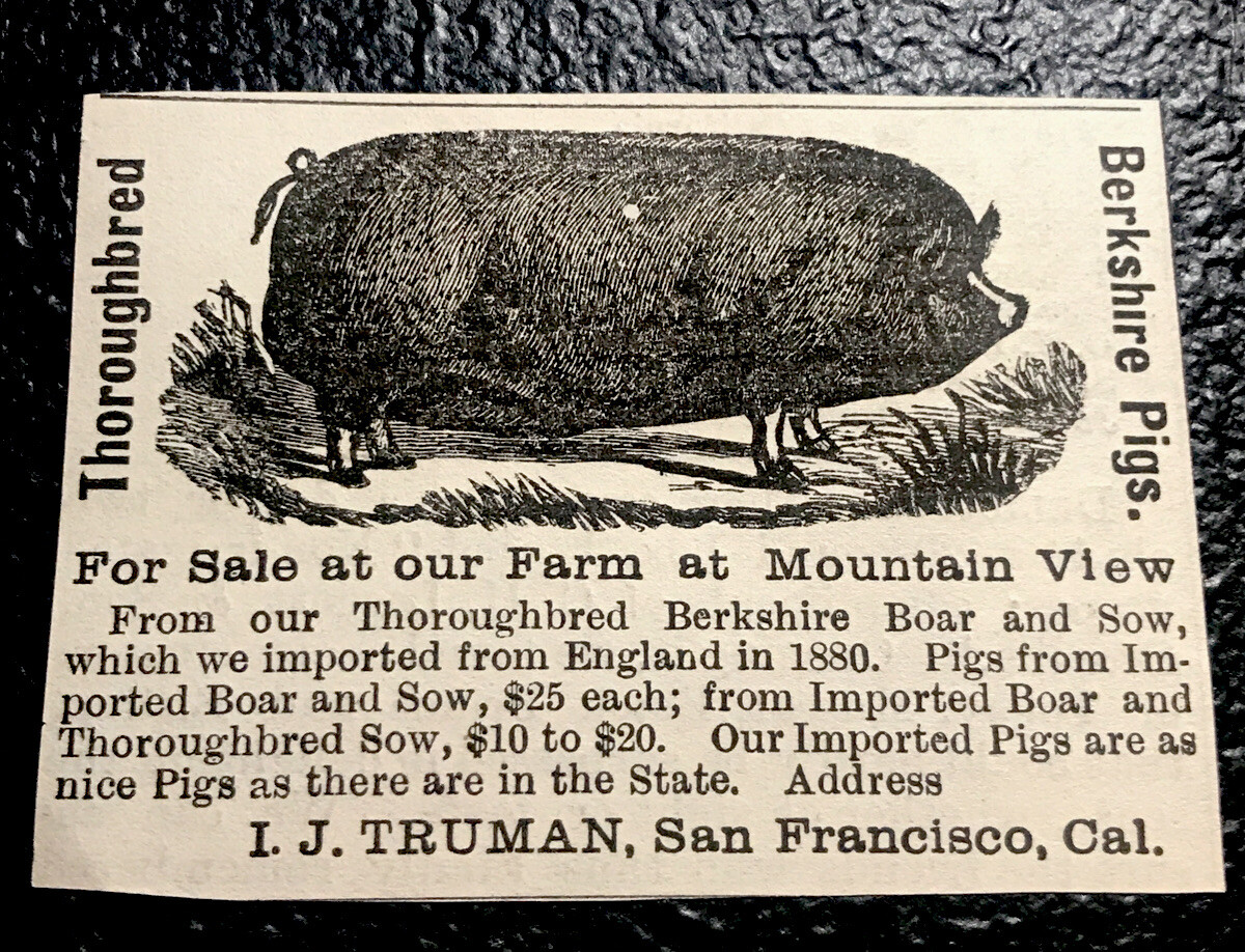 1886 I. J. Truman Hog Farm Advertising – San Francisco – California – Pig