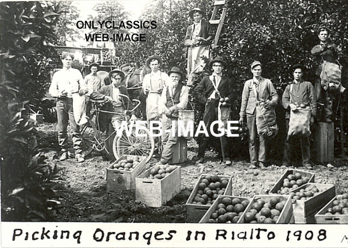 1908 ORANGE PICKERS IN RIALTO CALIFORNIA PHOTO BICYCLE FRUIT WORKERS IN FIELD