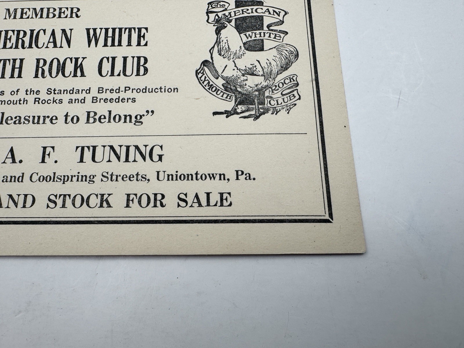 Vintage American White Plymouth Rock Club Ad