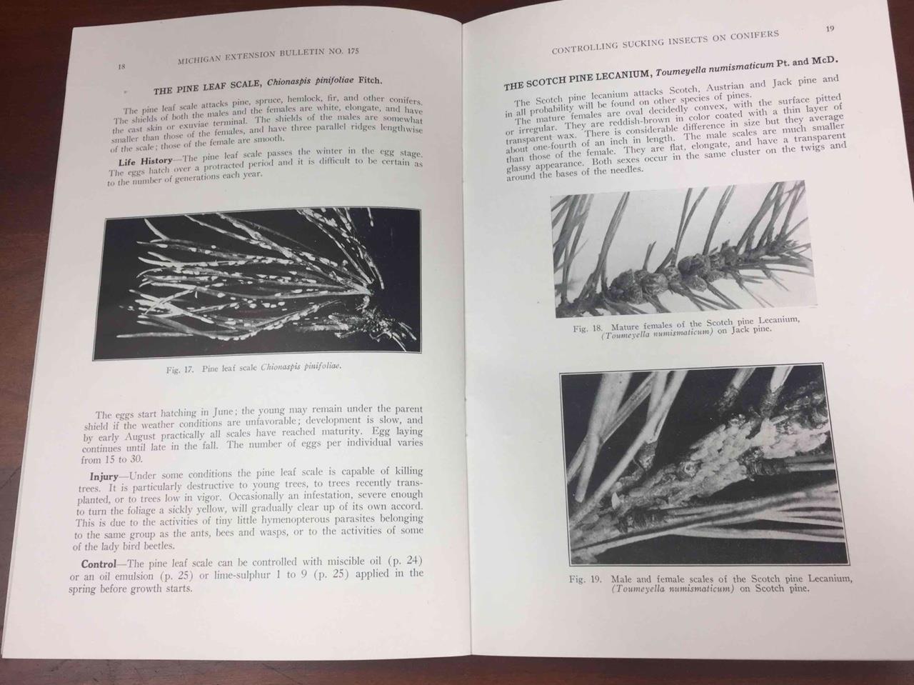 Vintage 1937 MSU Michigan State College Controlling Sucking Insects on Conifers