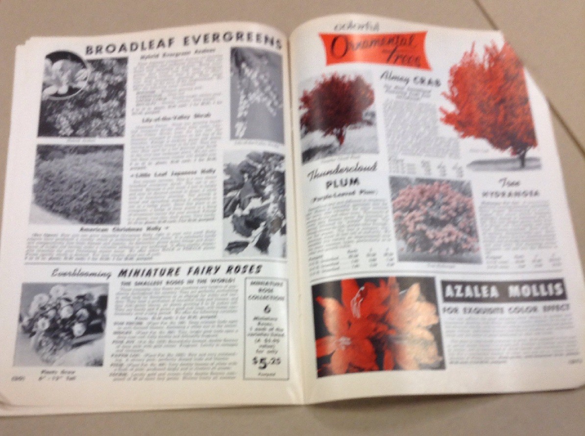 Allene nurseries and seed house co catalog INV-P1120