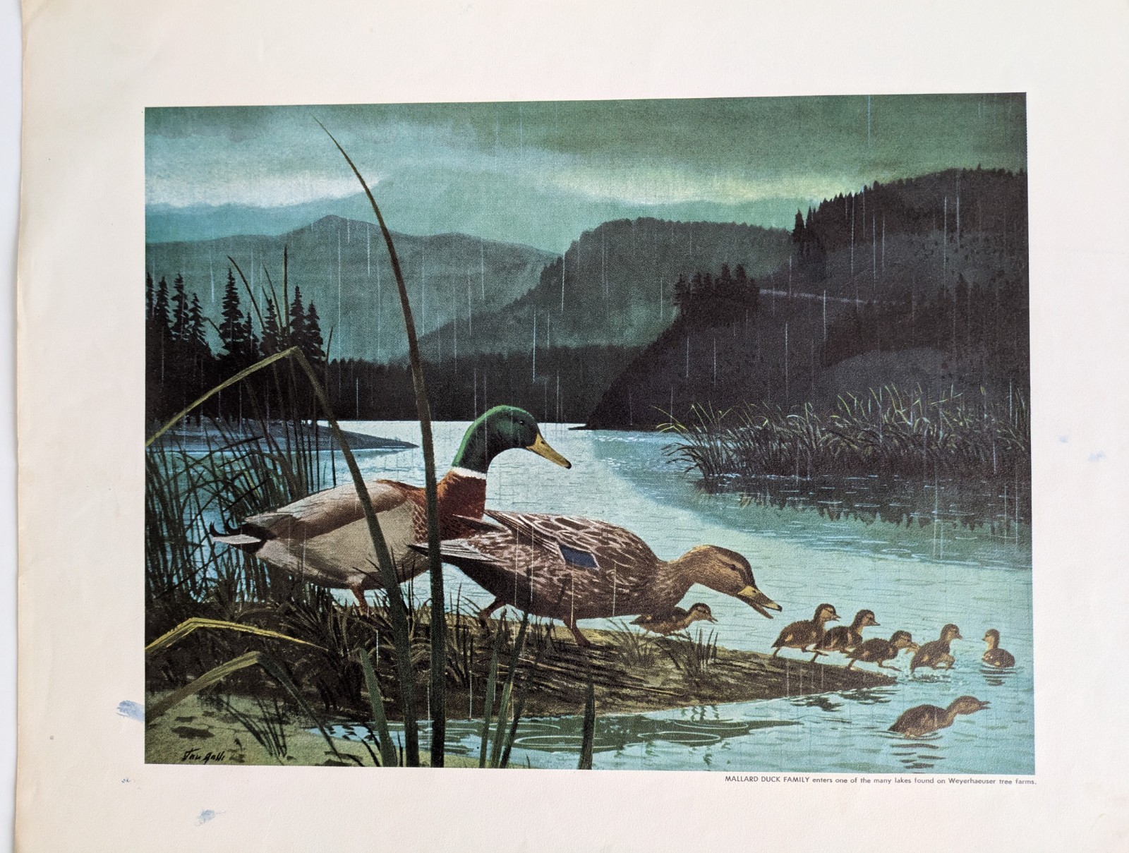Set of Two Stan Galli Weyerhaeuser Tree Farm Prints, 12&Prime;x14&Prime; (w/ border)