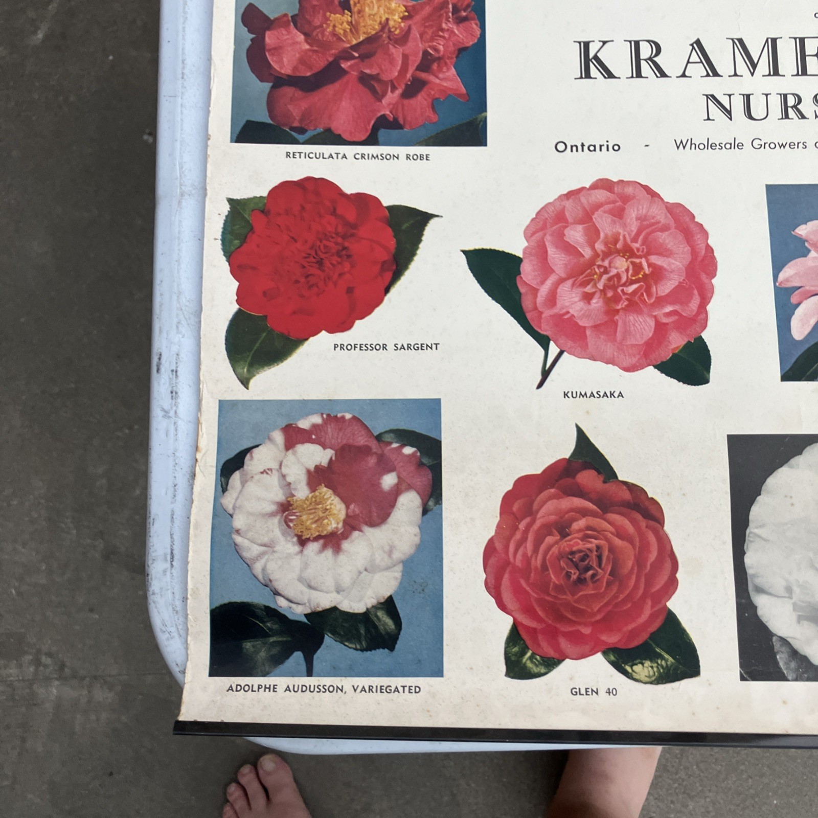 Kramer Brothers nurseries Poster advertising flowers Ontario, CA 1956 Camellias