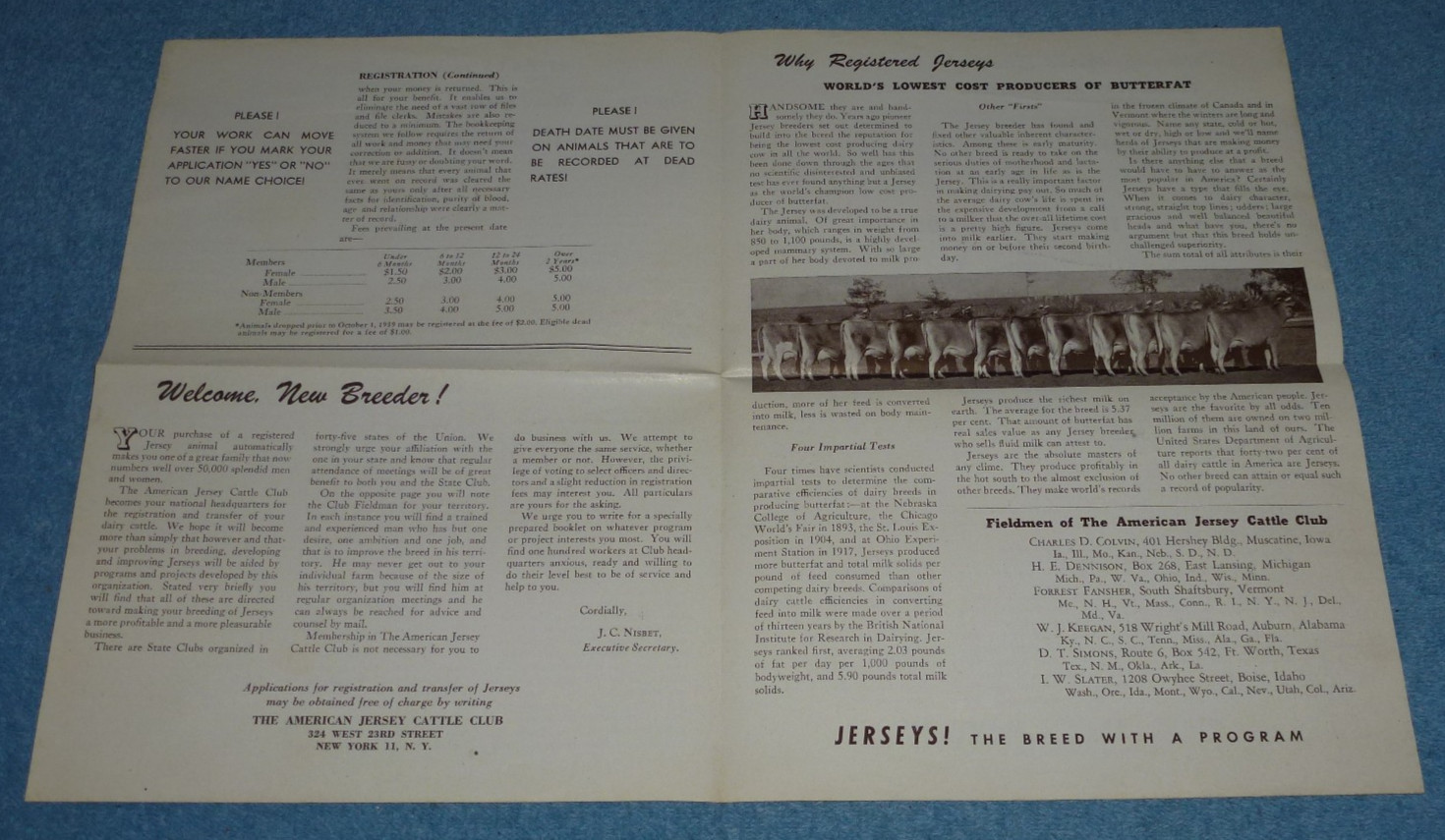 Vintage American Jersey Cattle Club Brochure Cattle Registration Tattooing Info