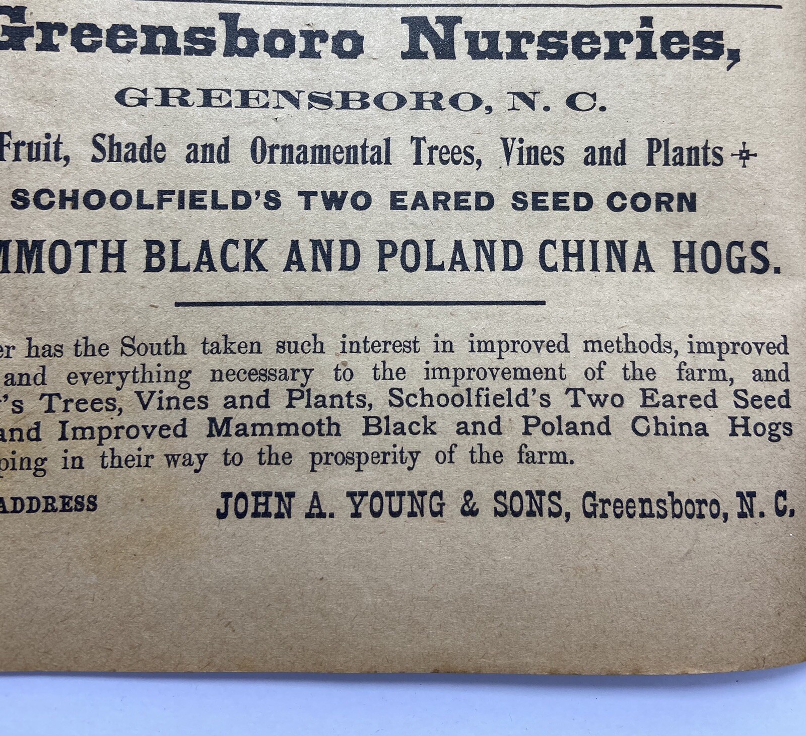 1914 Greensboro Nurseries John A Young And Sons North Carolina Advertisement