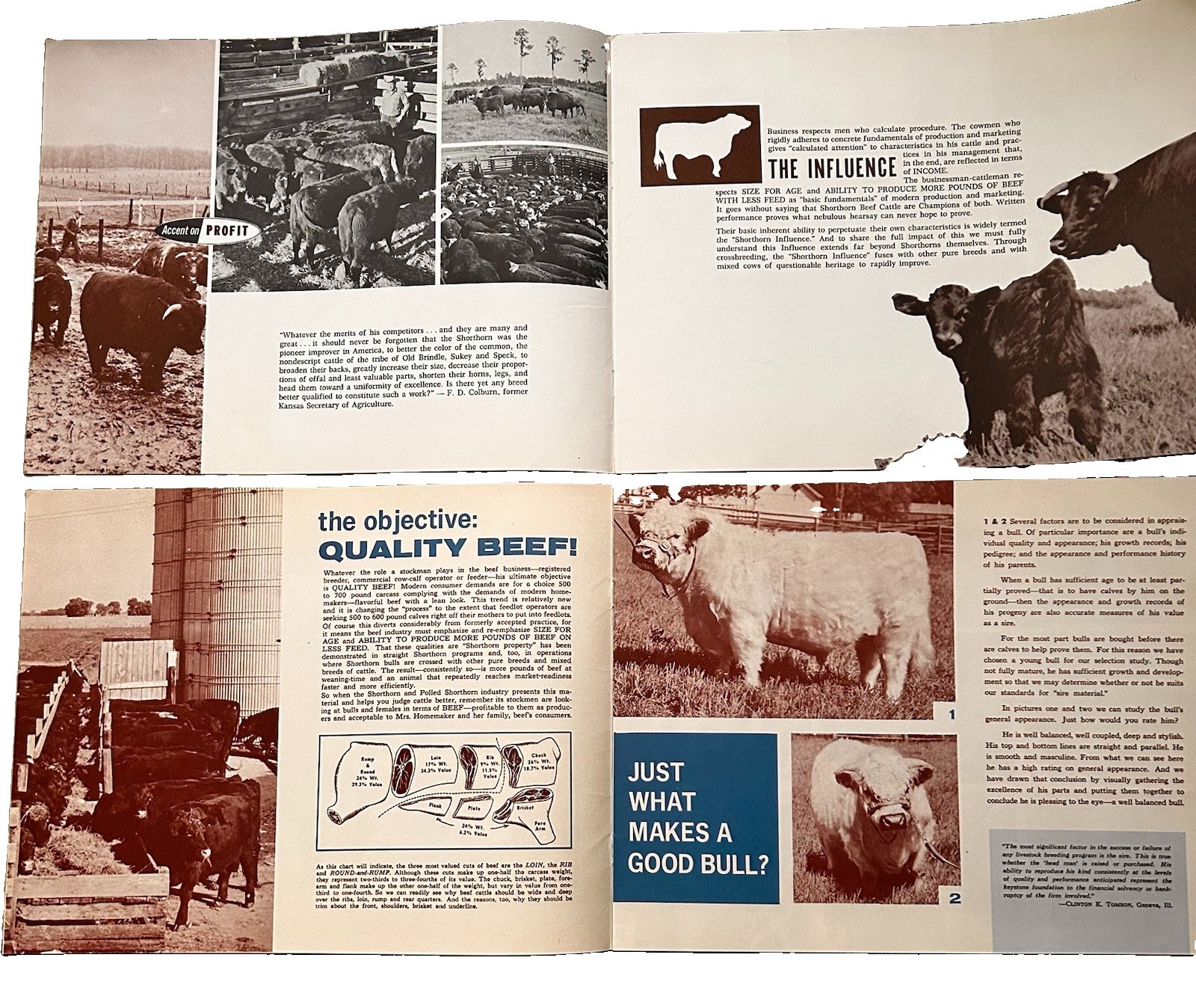 American Shorthorn Association Quality Traits Of Cattle In Agriculture