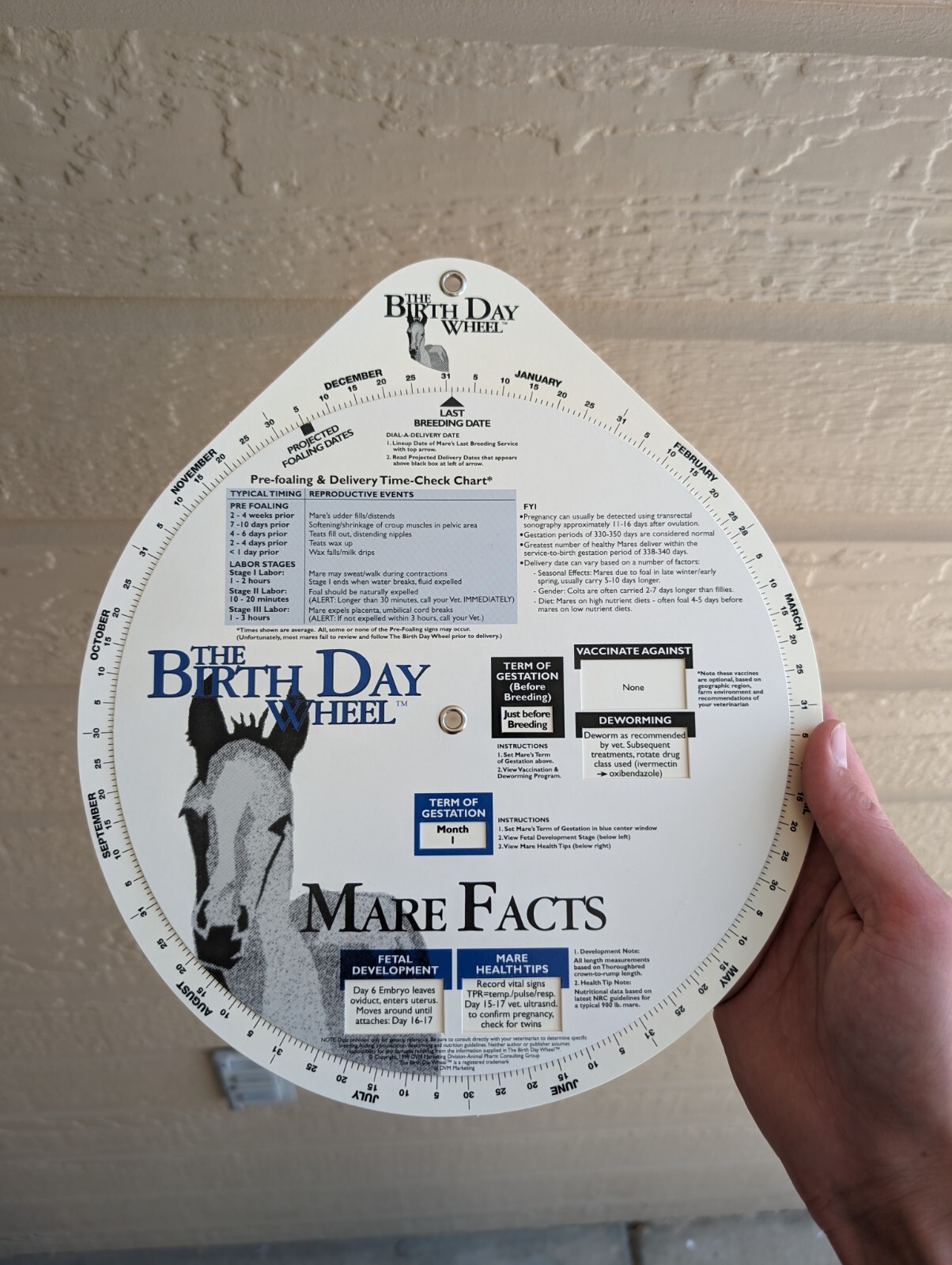 Vintage 1999 Horse Fact Spinner Double Sided The Birth Day Wheel DVM marketing