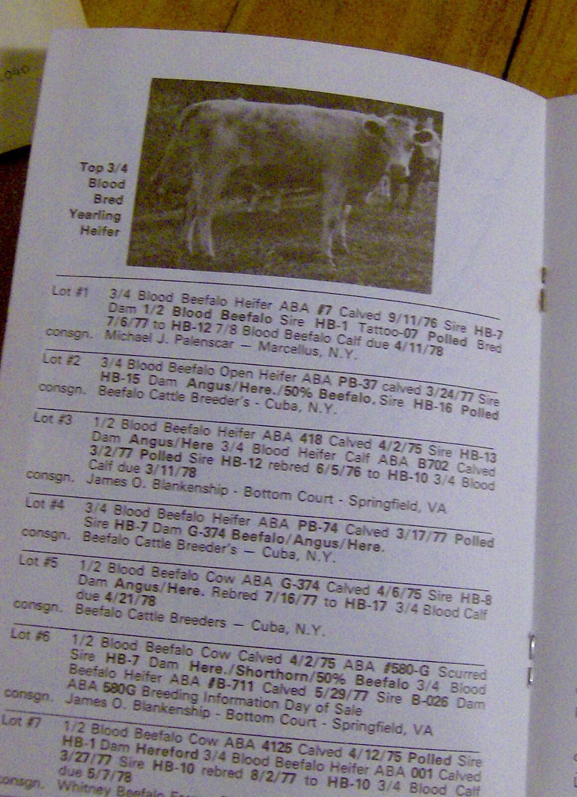 RARE vintage 1977 BEEFALO AUCTION brochure satalog BEEF FARMING buffalo CATTLE