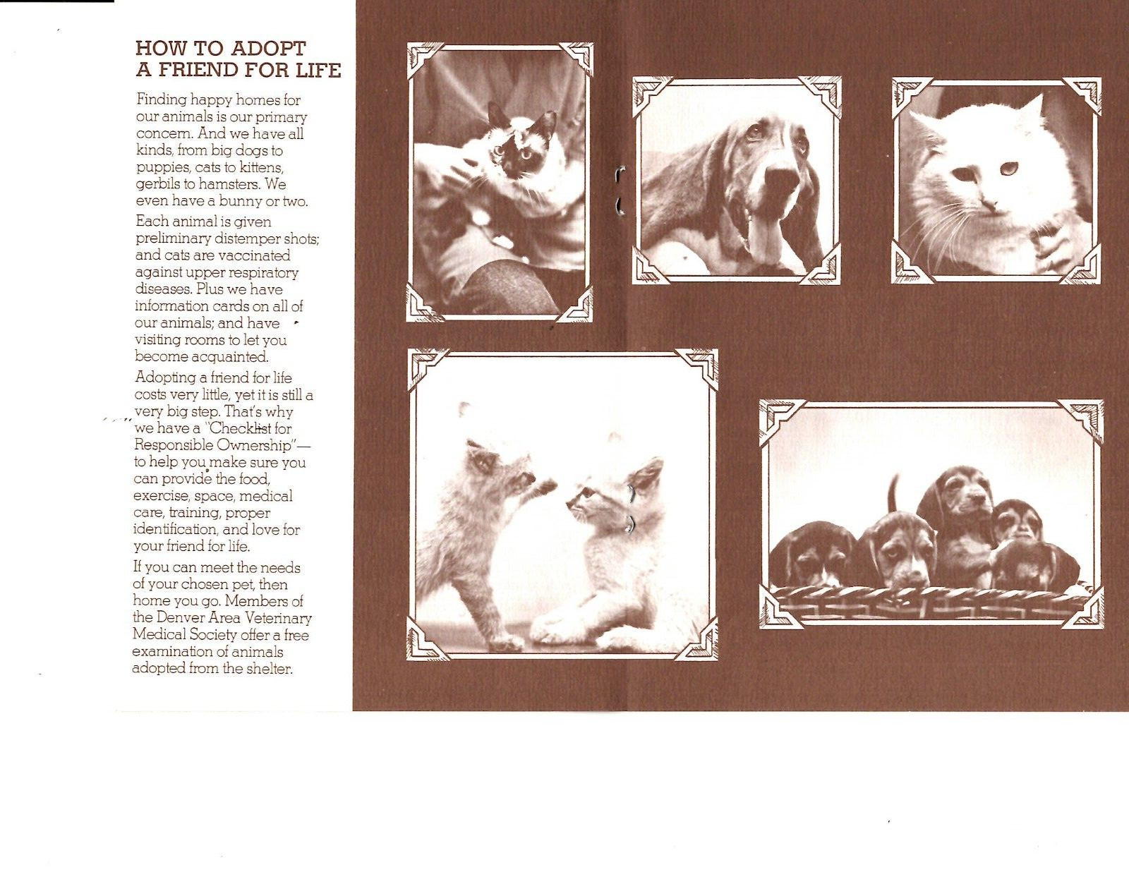 Adopt a Friend for Life The Denver Dumb Friends League Brochure 1977 Colorado